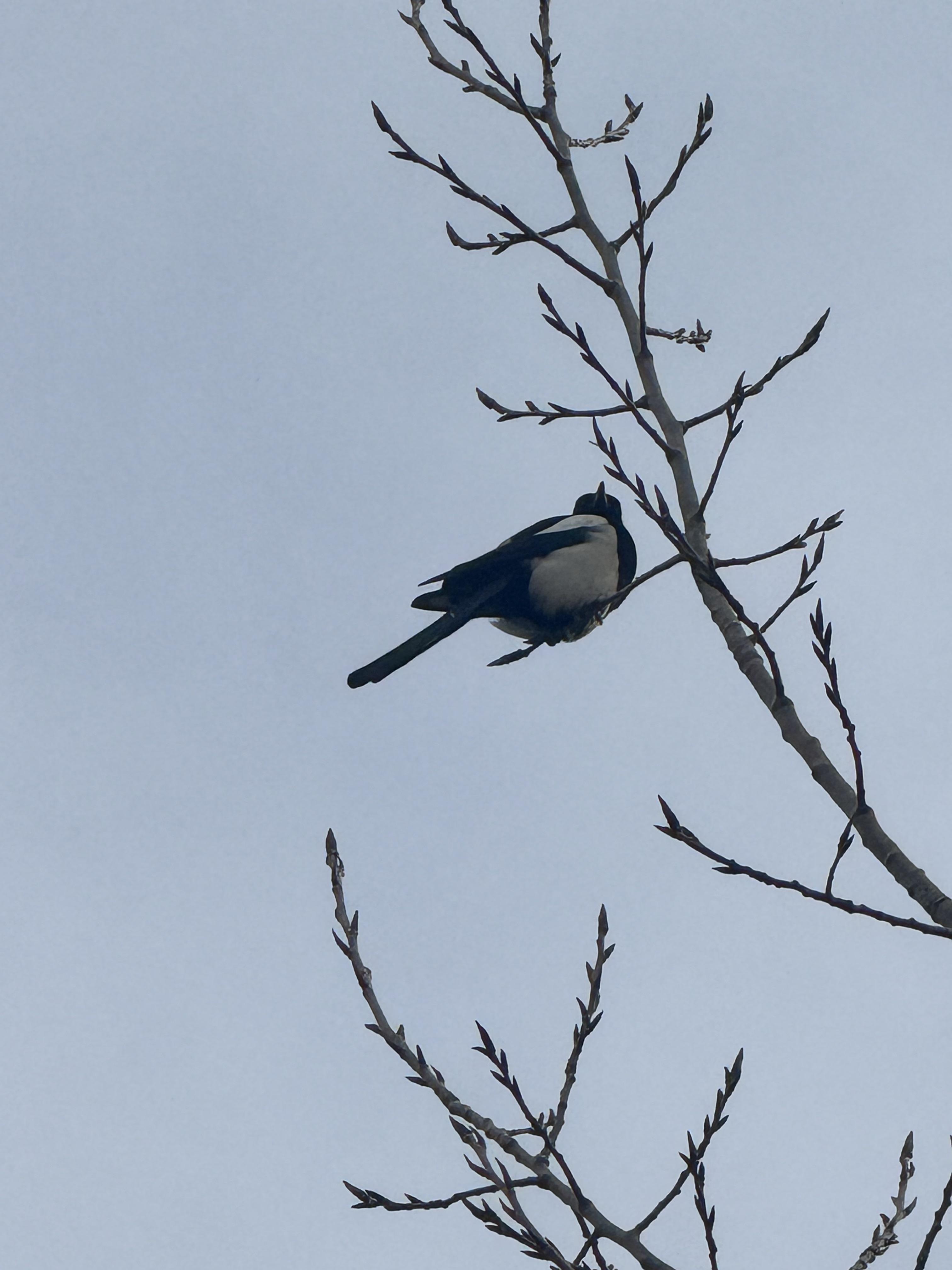 流年染指沧桑 的想法: 黑嘴喜鹊 | <a class="hash_tag" href="