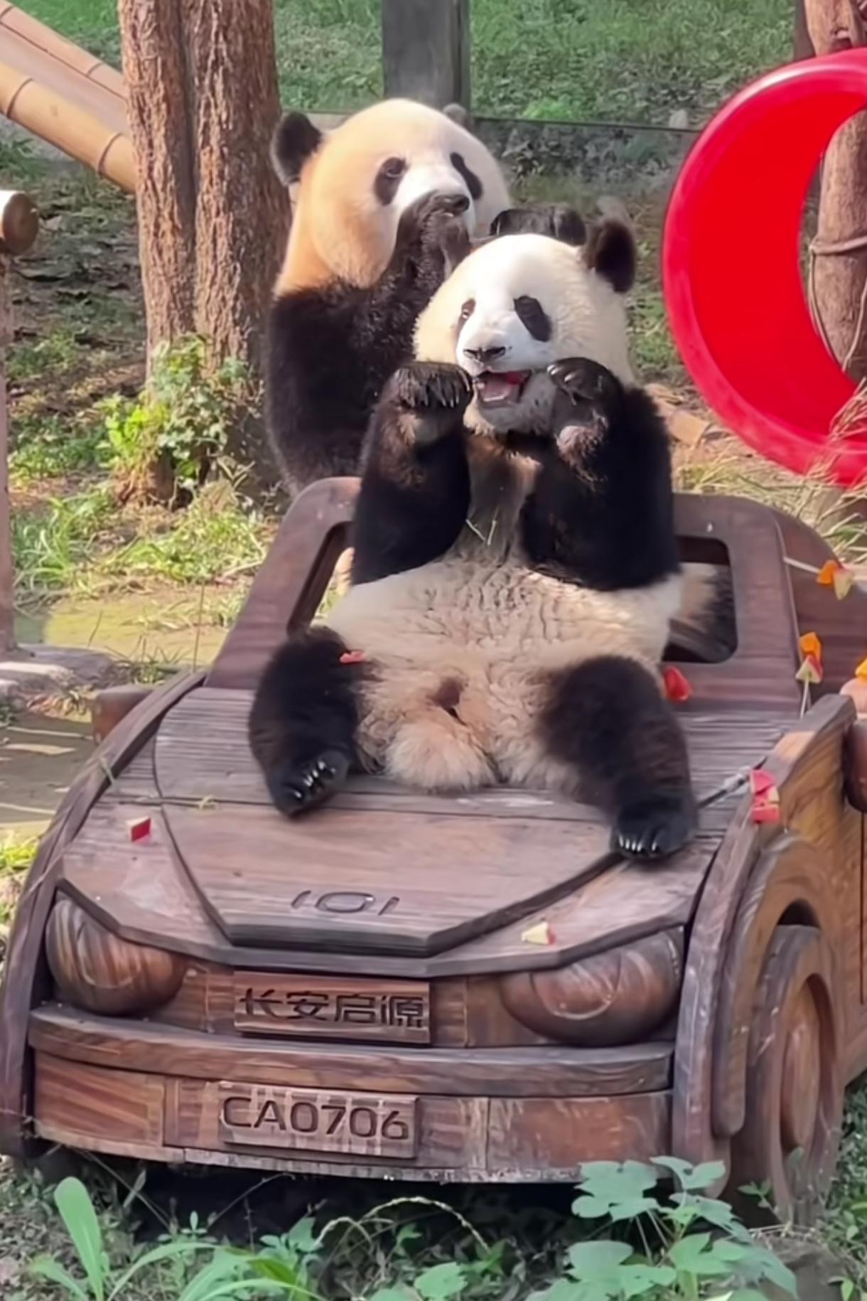 活化石大熊猫大熊猫作为活化石与中国国宝在地球上已生存了至少800