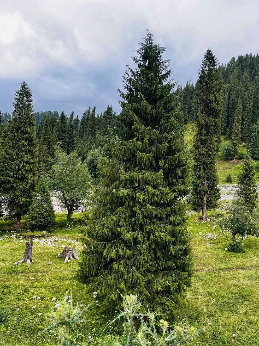 追梦人 的想法: 新疆雪岭云杉