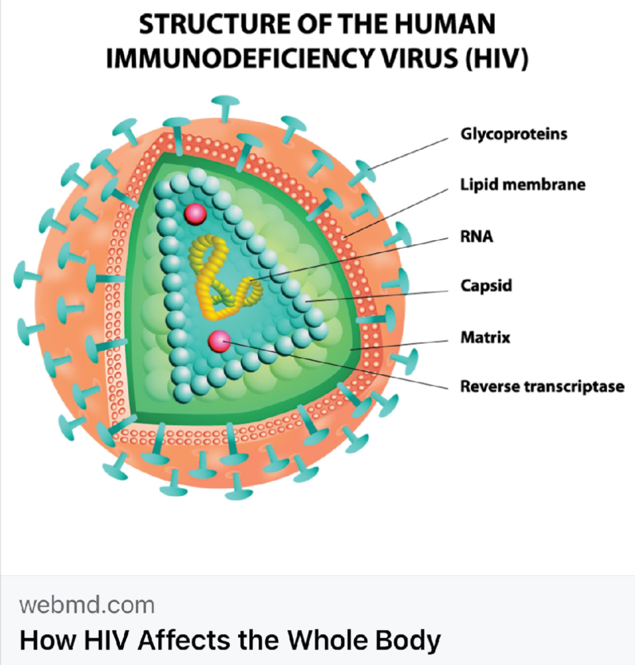 老王说高分子 的想法: 完美结构艾滋病毒是进化的?