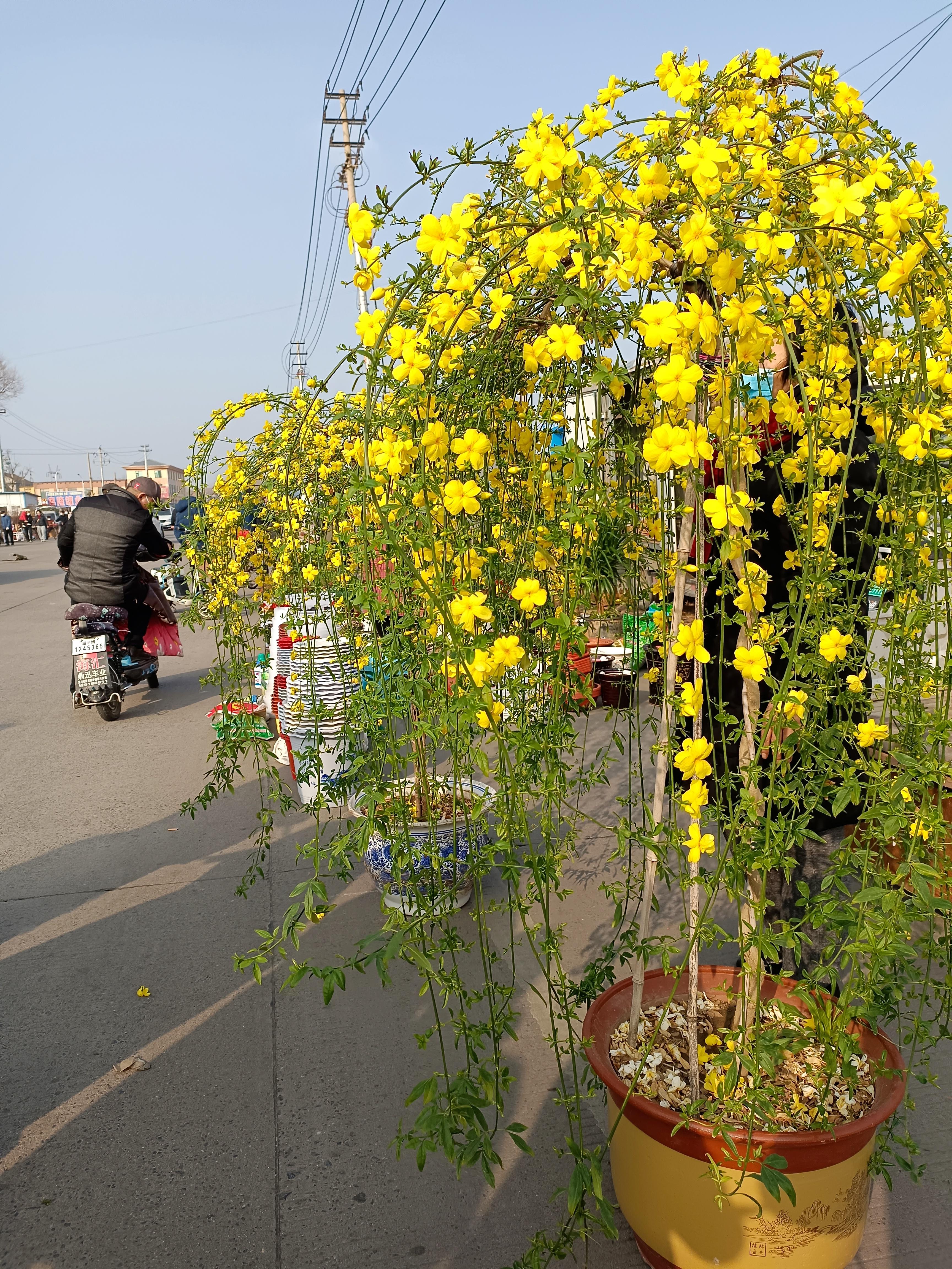 凡人小事 的想法: 大集上的迎春花