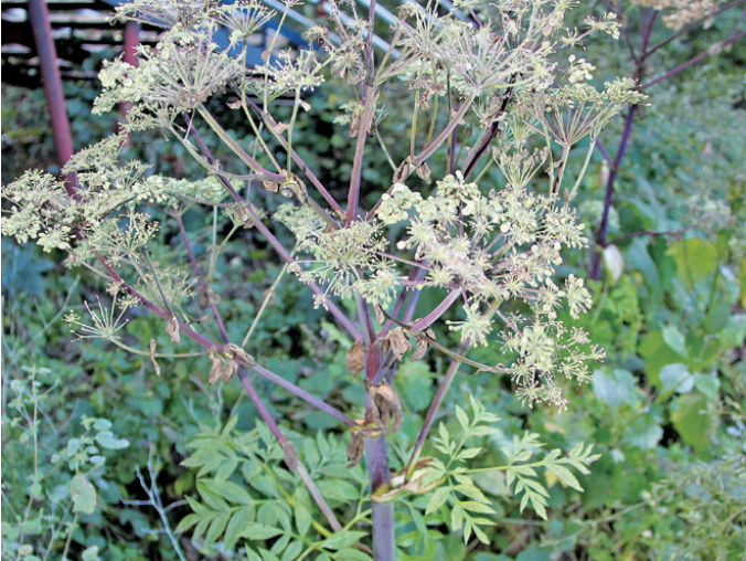 徐星星stella 的想法: 独活,别名:走马芹,大活,川独活等