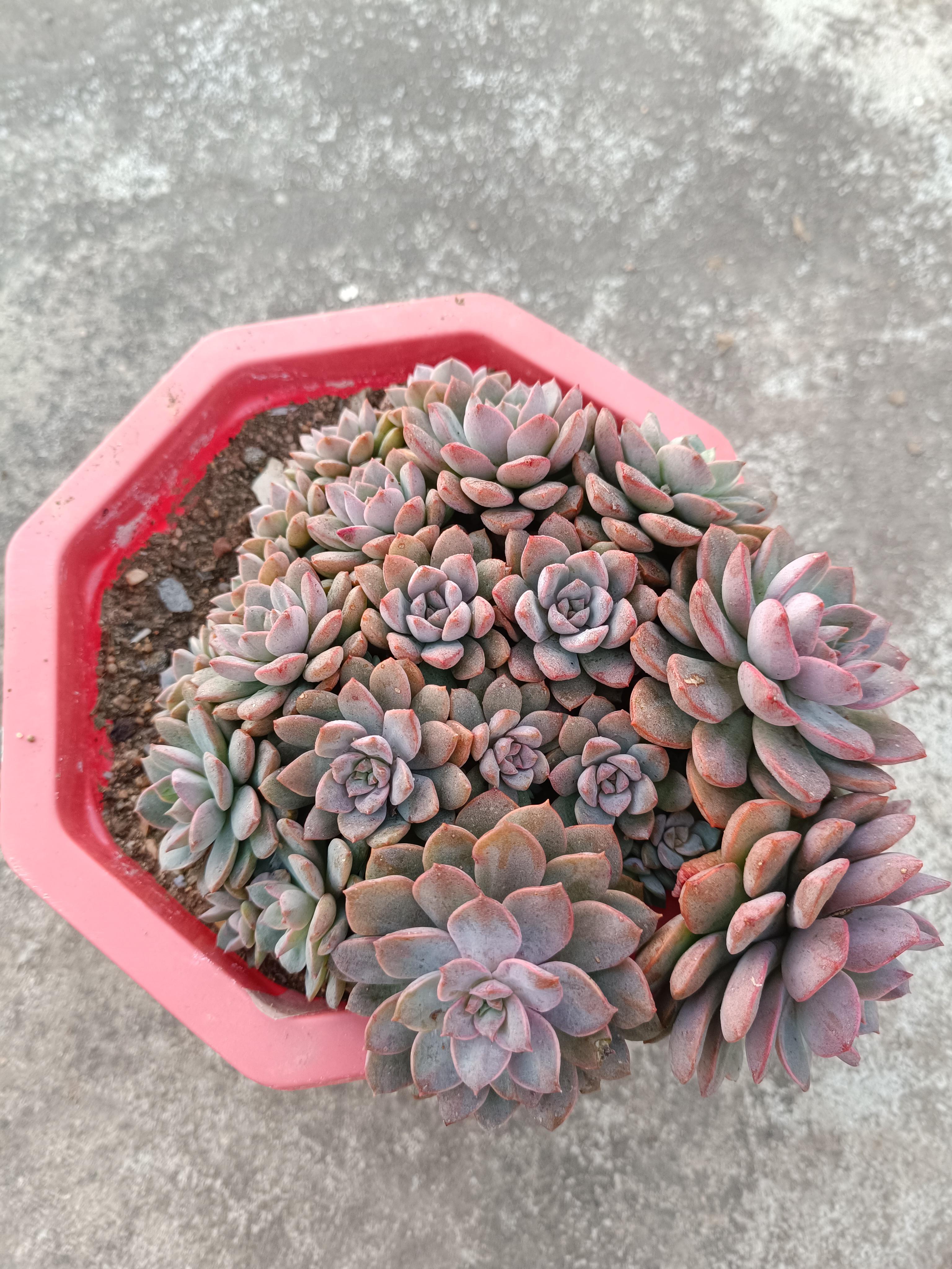 别人的多肉争奇斗艳, 我的多肉奇形怪状, 没颜值,没状态