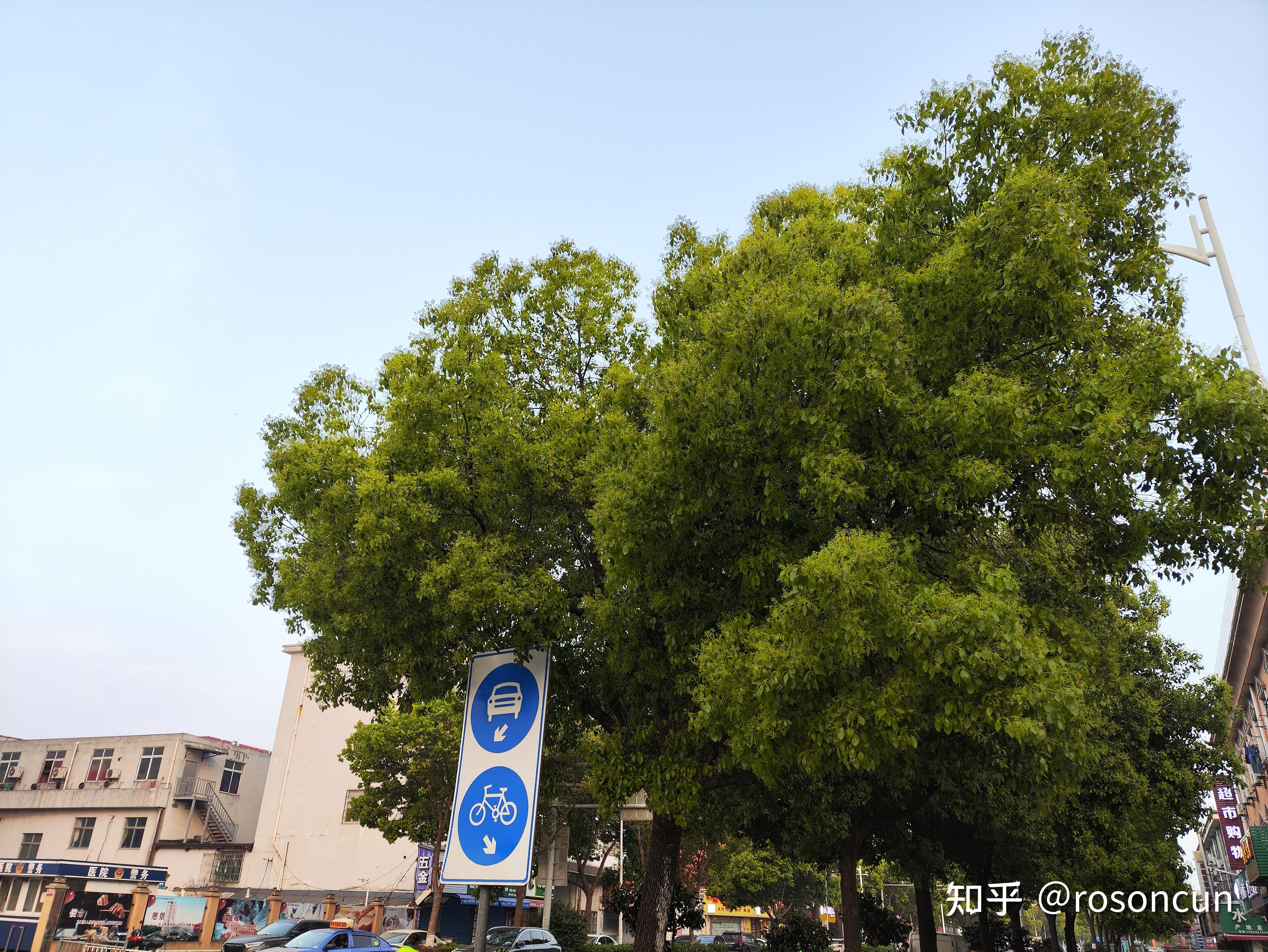 rosoncun 的想法: 挺喜欢南方的两种树,榕树和樟树 | 挺喜欢南方的两种树,一种是榕树,一种是樟树,它可以四季常青,尤其… - 知乎