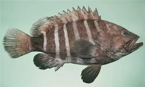 秦 的想法: 今日科普《七带石斑鱼》 | 今日科普《七带石斑鱼》,七带