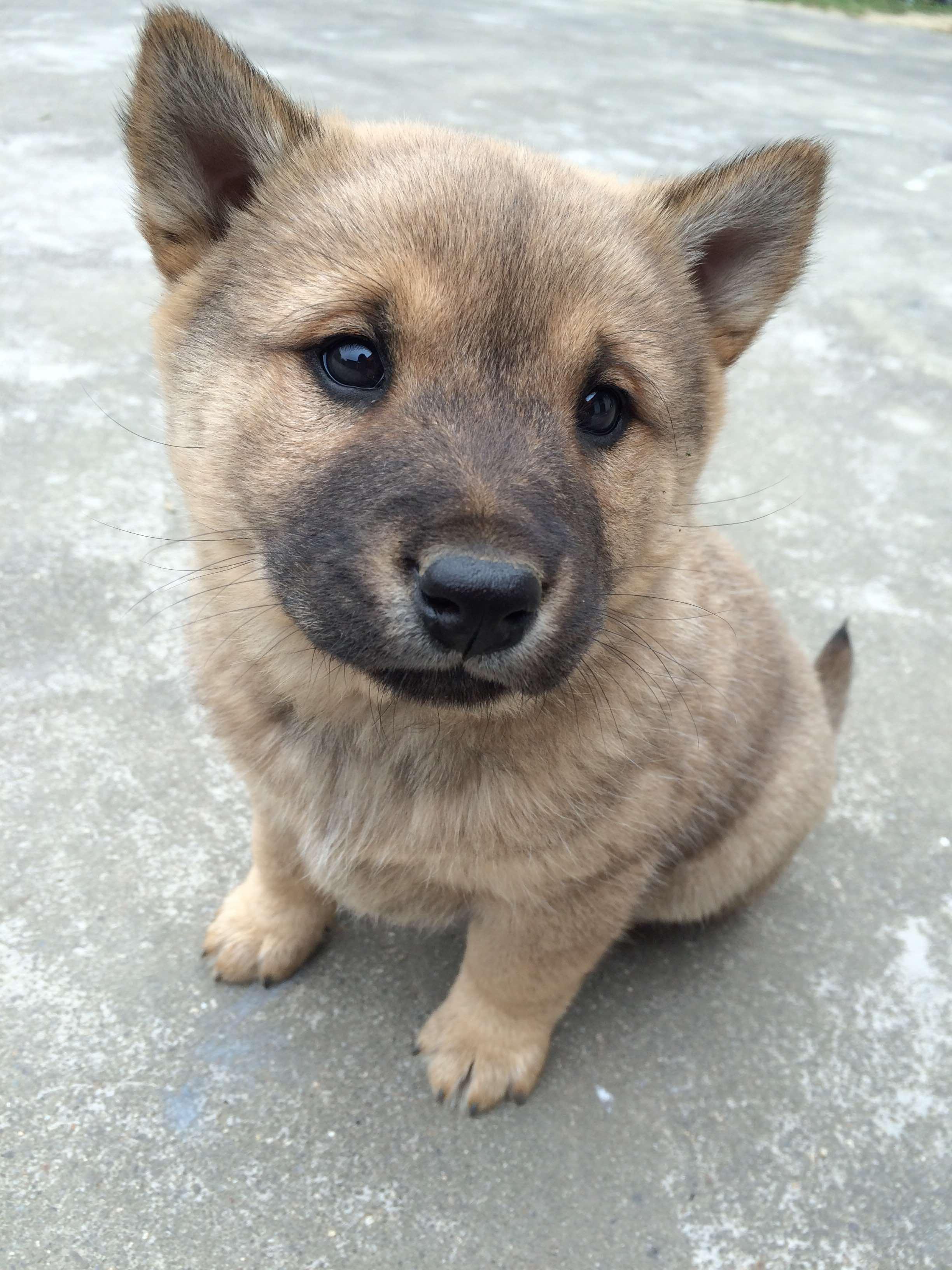 酒醉凡人心 的想法: 萌犬
