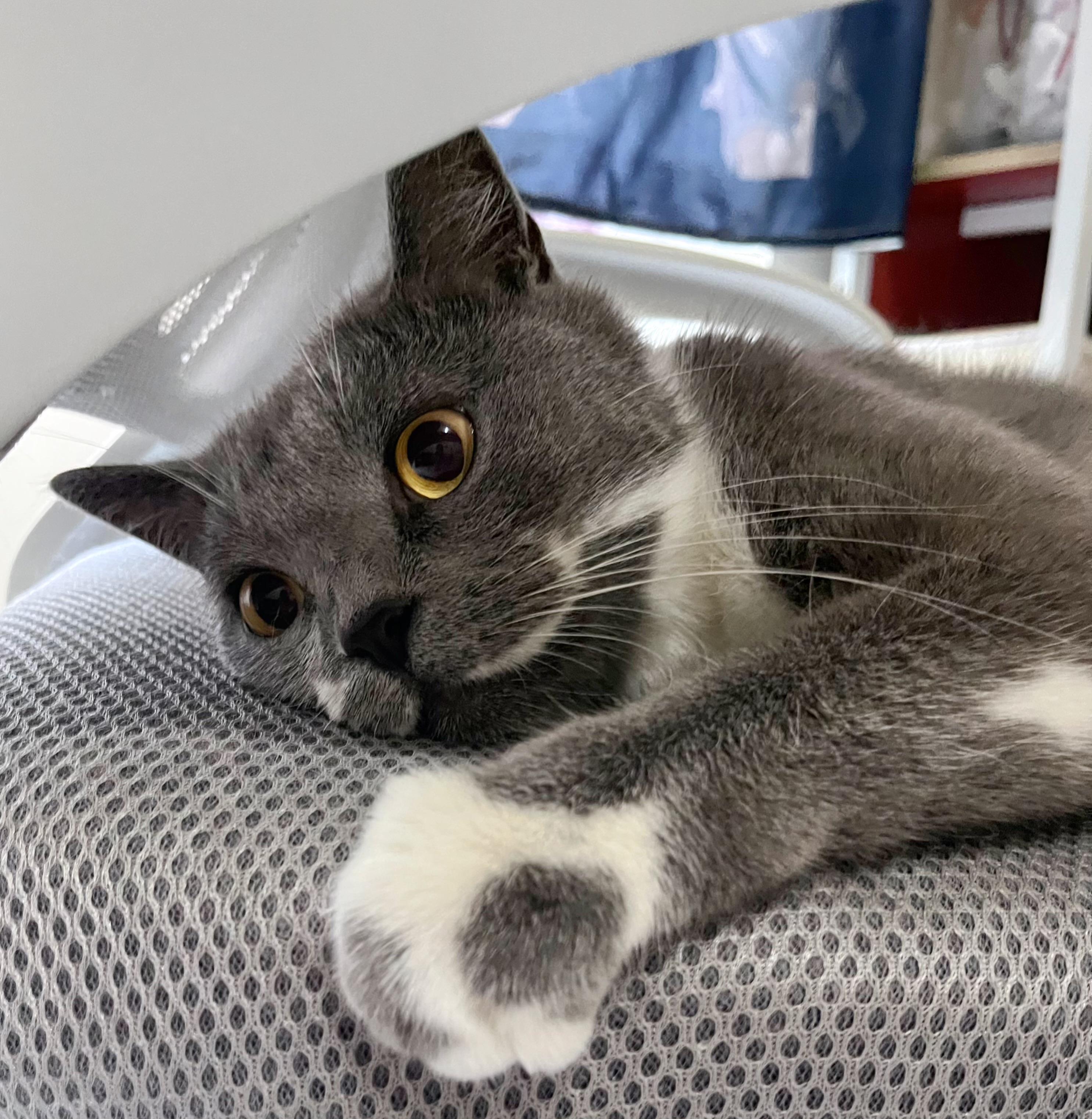 桃之喵喵 的想法: 心如死灰 |  a class="hash_tag" href="https