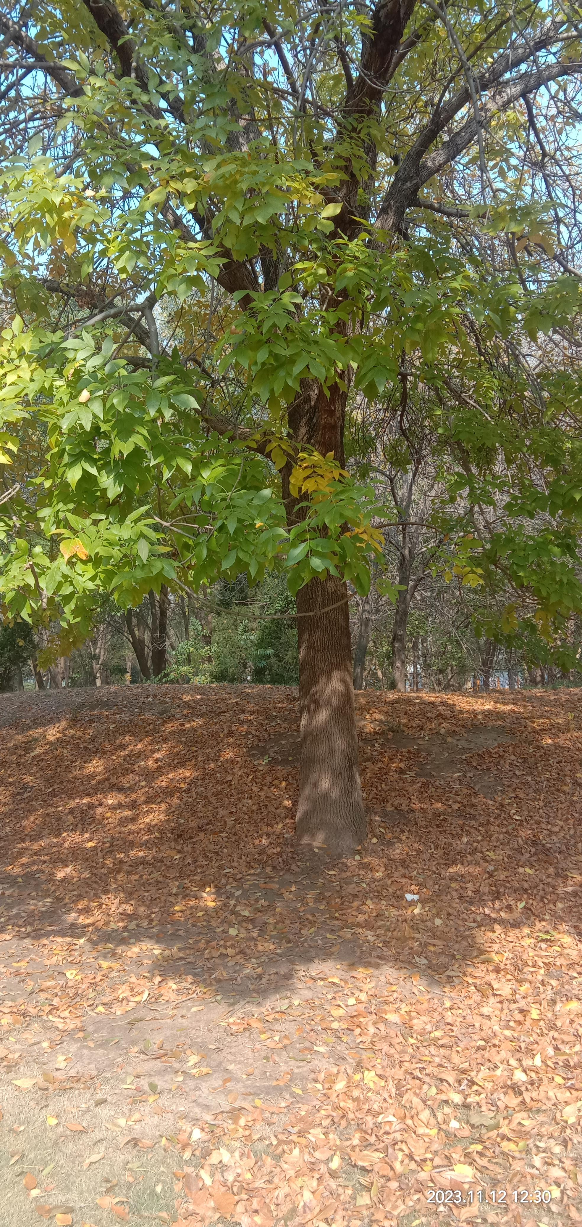 神秘复苏白骨树图片