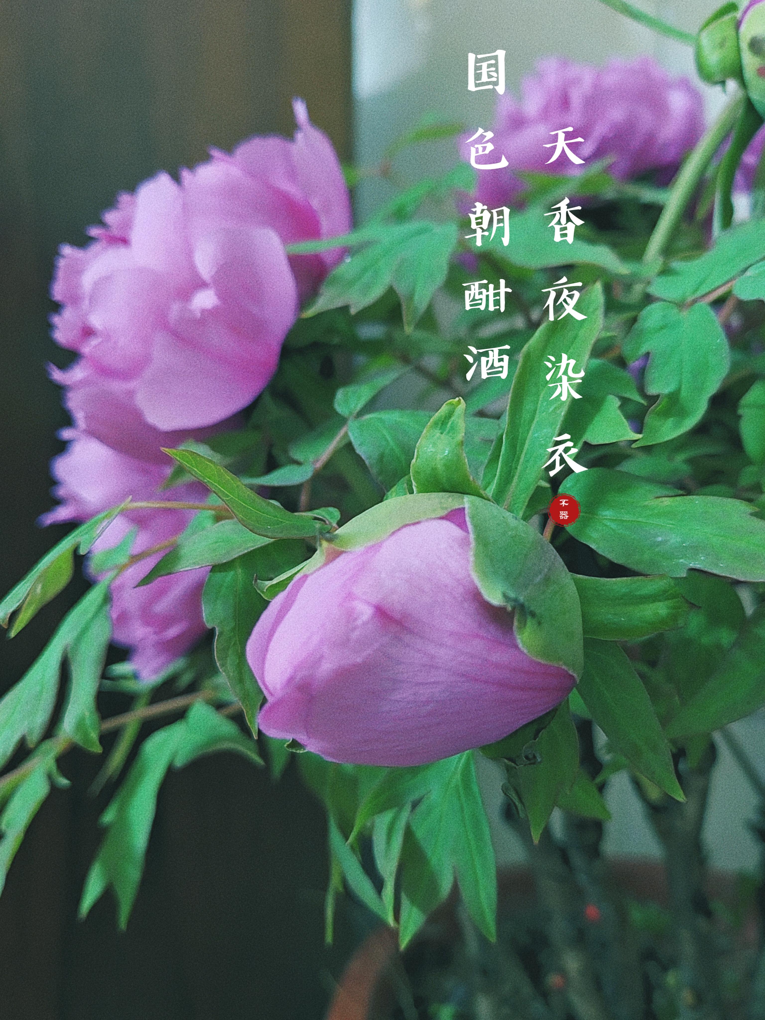 妍不器 的想法: 春色最浓是牡丹 | 国色朝酣酒,天香夜染衣.