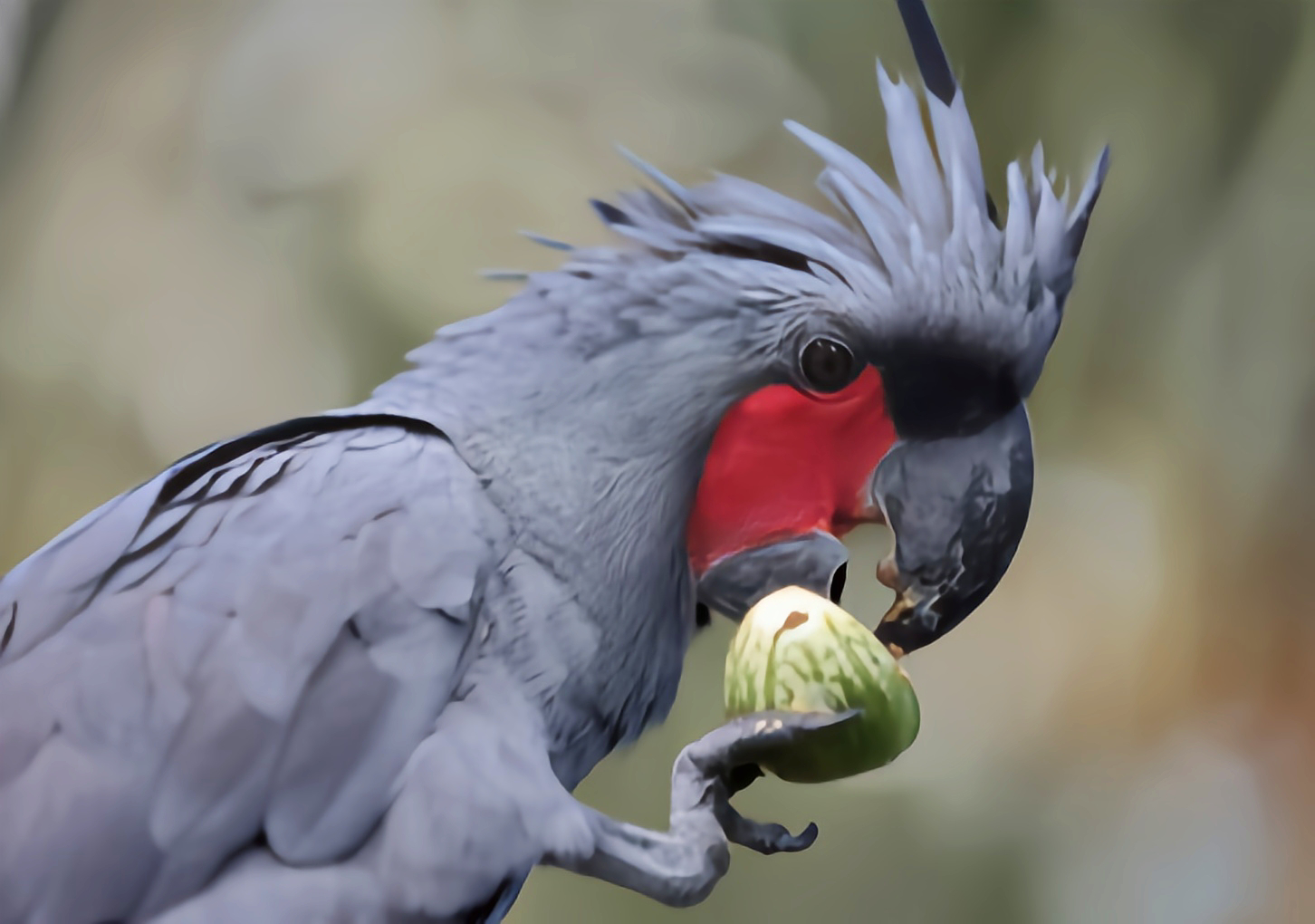 云安之城 的想法: 每天认识一种动物——棕榈凤头鹦鹉 