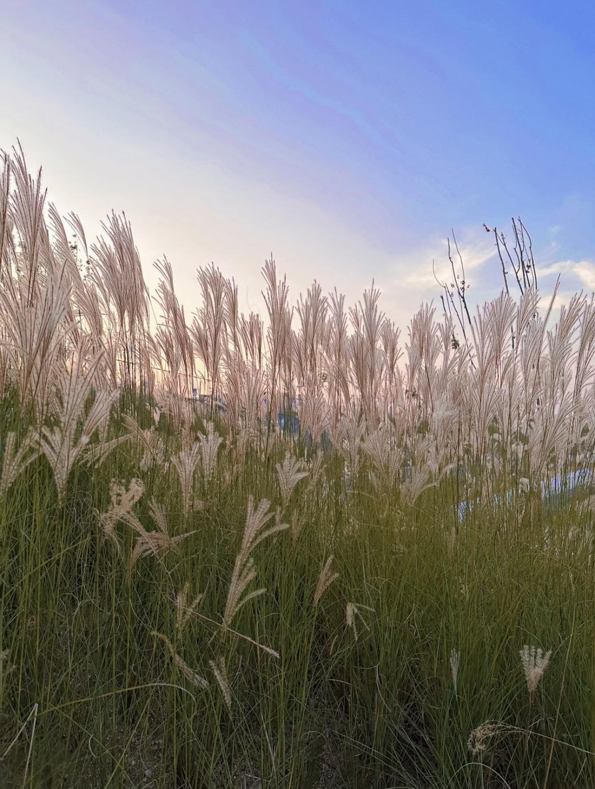 芦苇仿佛天生就具有诗的意境,风吹芦苇荡