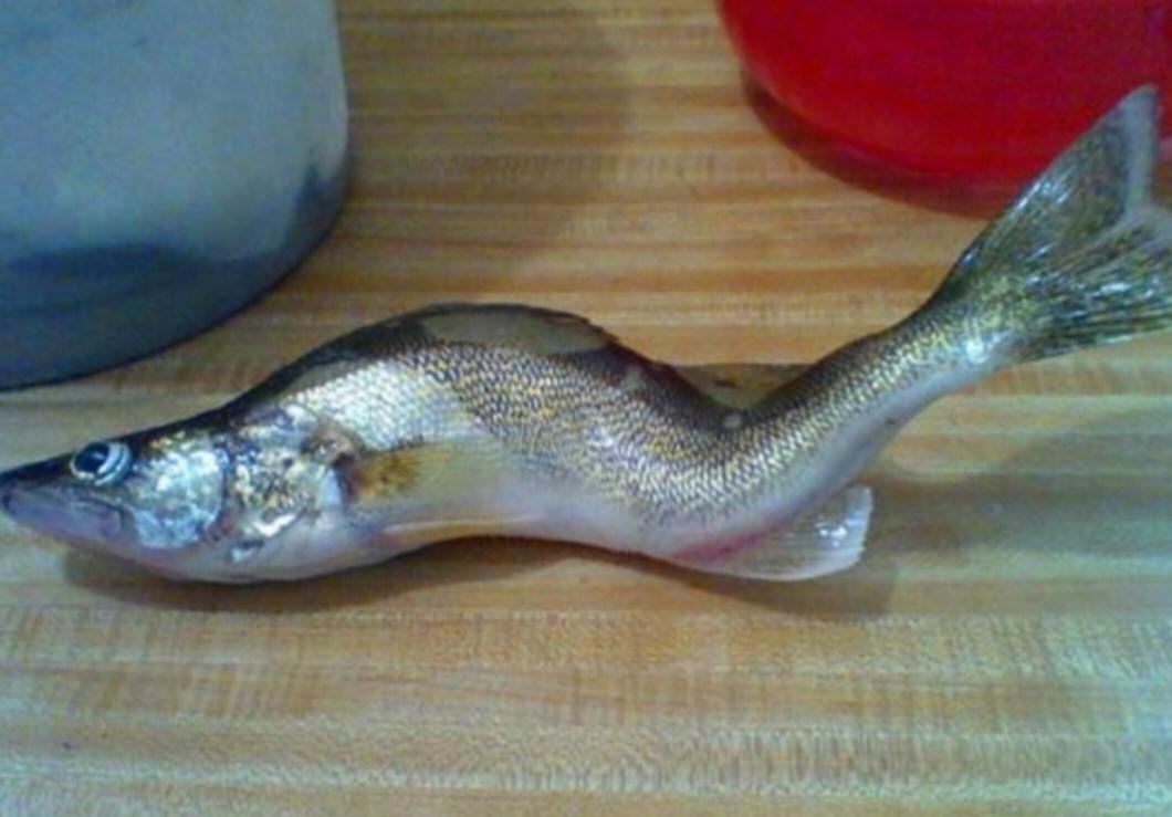 今天你喝肽了吗 的想法: 盘点一下被核污染辐射变异的鱼有哪些?