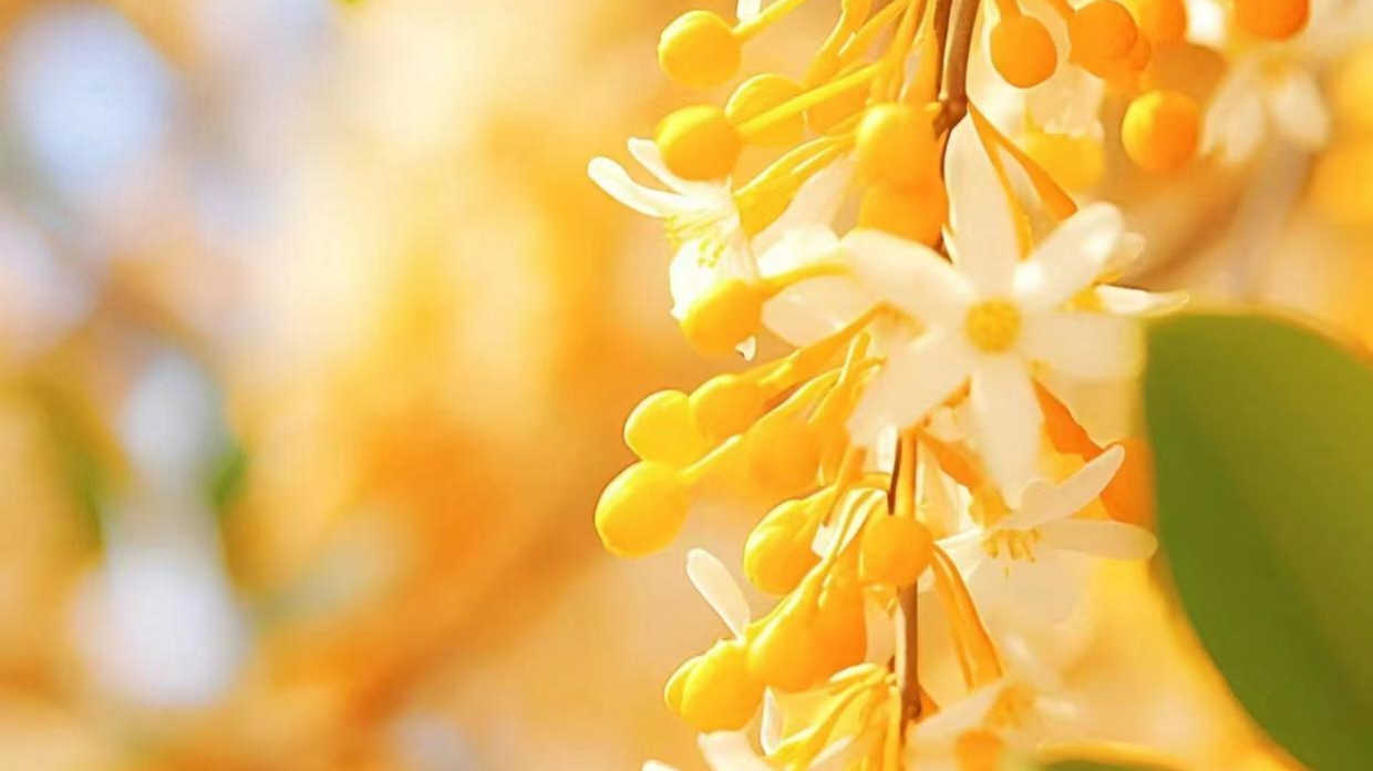 金桂桂花树苗批发