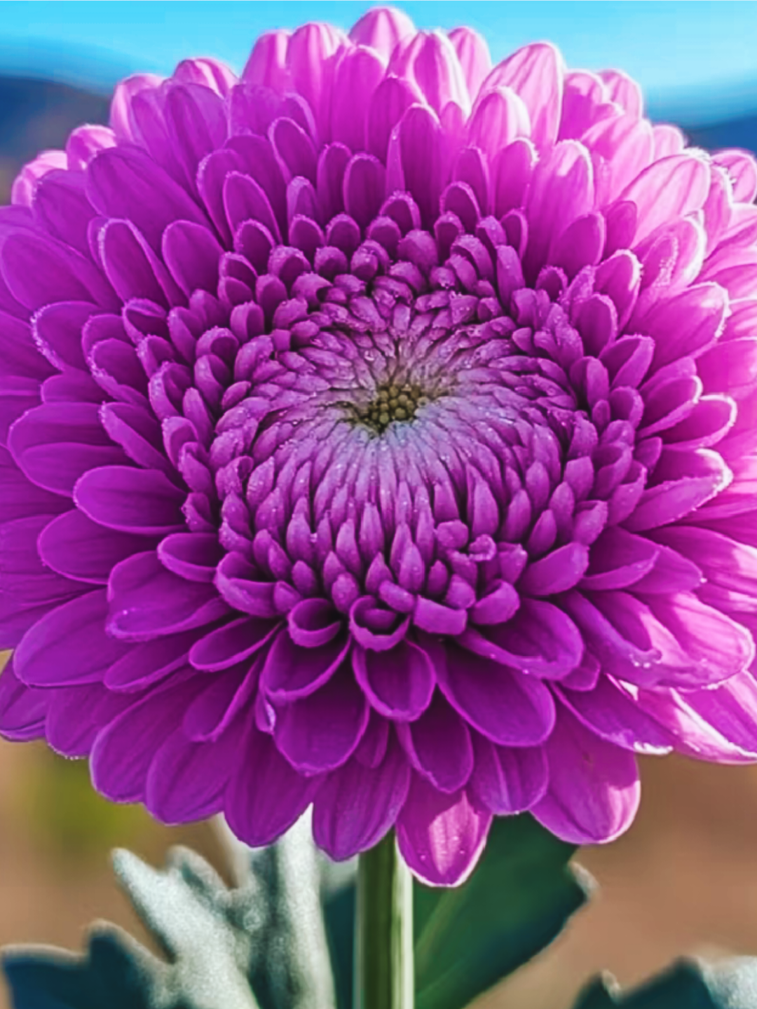 的想法: 粉嫩的紫色菊花,让人心情愉悦