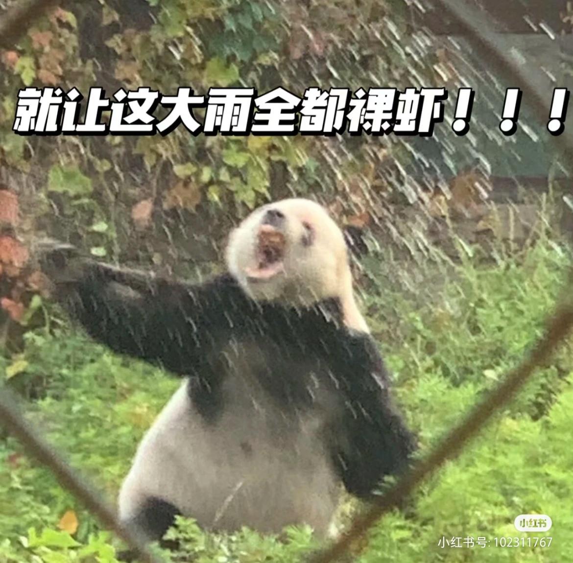紫荆 的想法: 萌二好可爱,好搞笑,淋雨就疯癫!