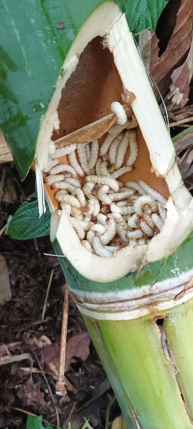 黎欣 的想法: 舌尖上的云南~竹虫