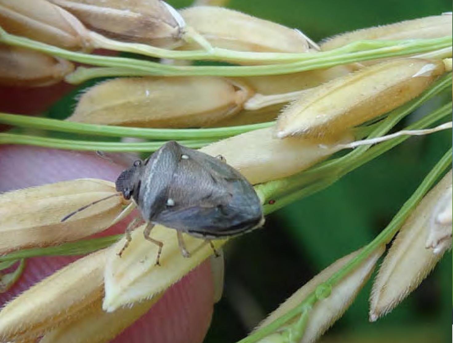 形态识别:稻黑蝽俗称臭臭虫,以成虫,若虫为害水稻