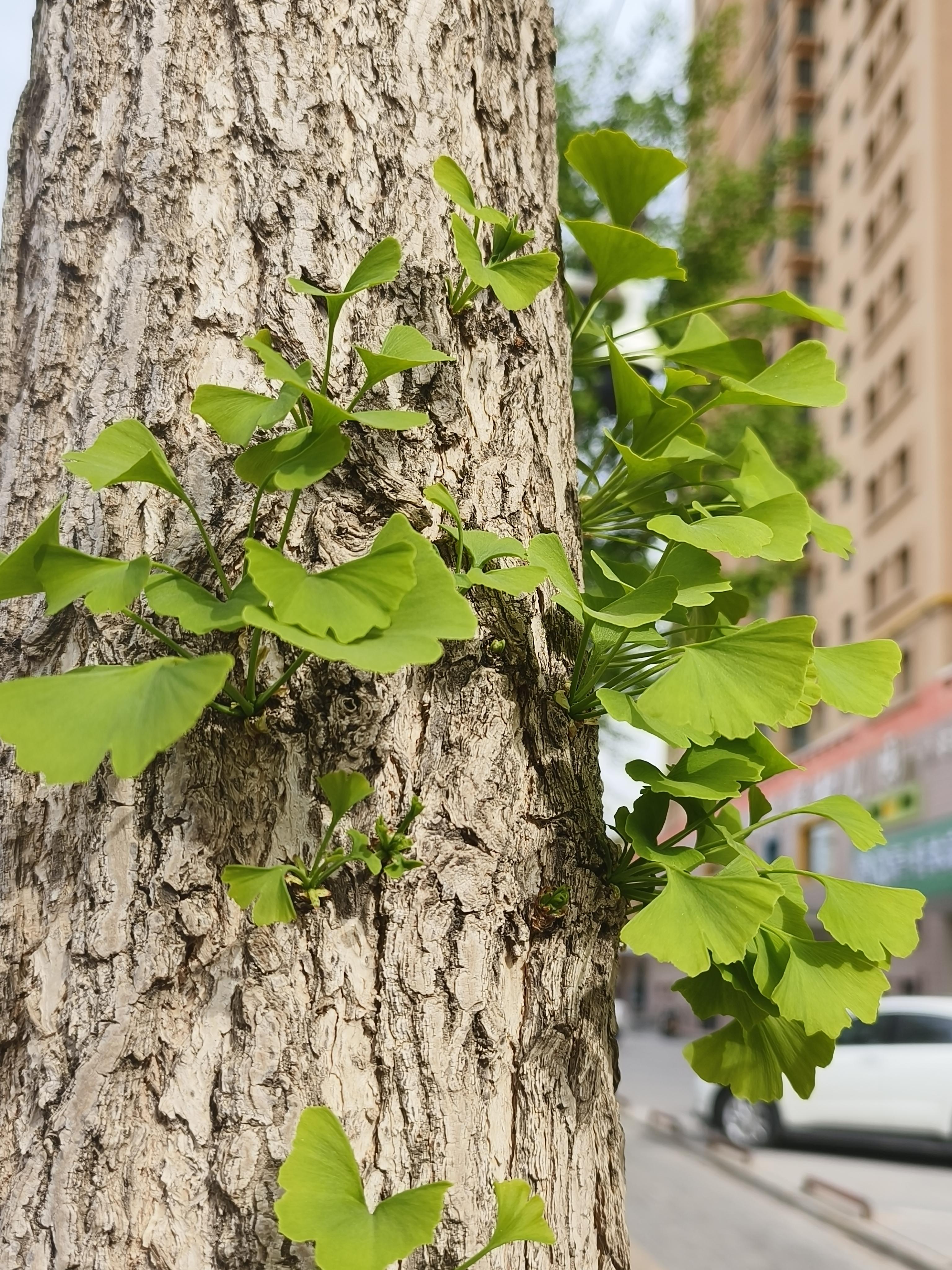 苏苏 的想法: 随手拍的银杏树,如枯木逢春 | 照片