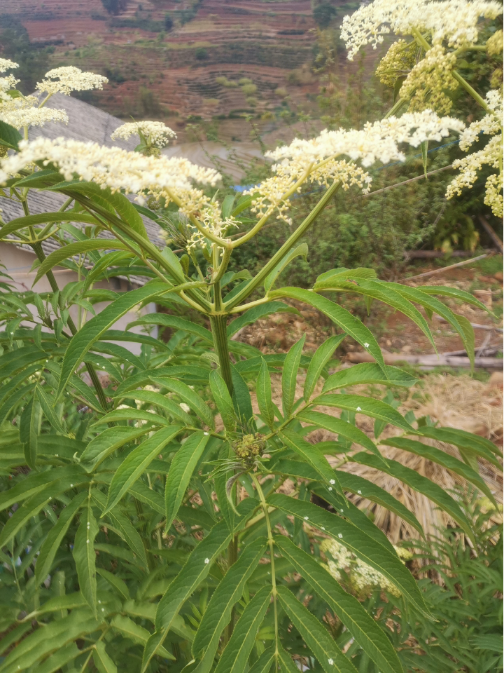 小新新 的想法: 身边的中草药 | 我们这里叫吸风草,有风湿病的人会煮