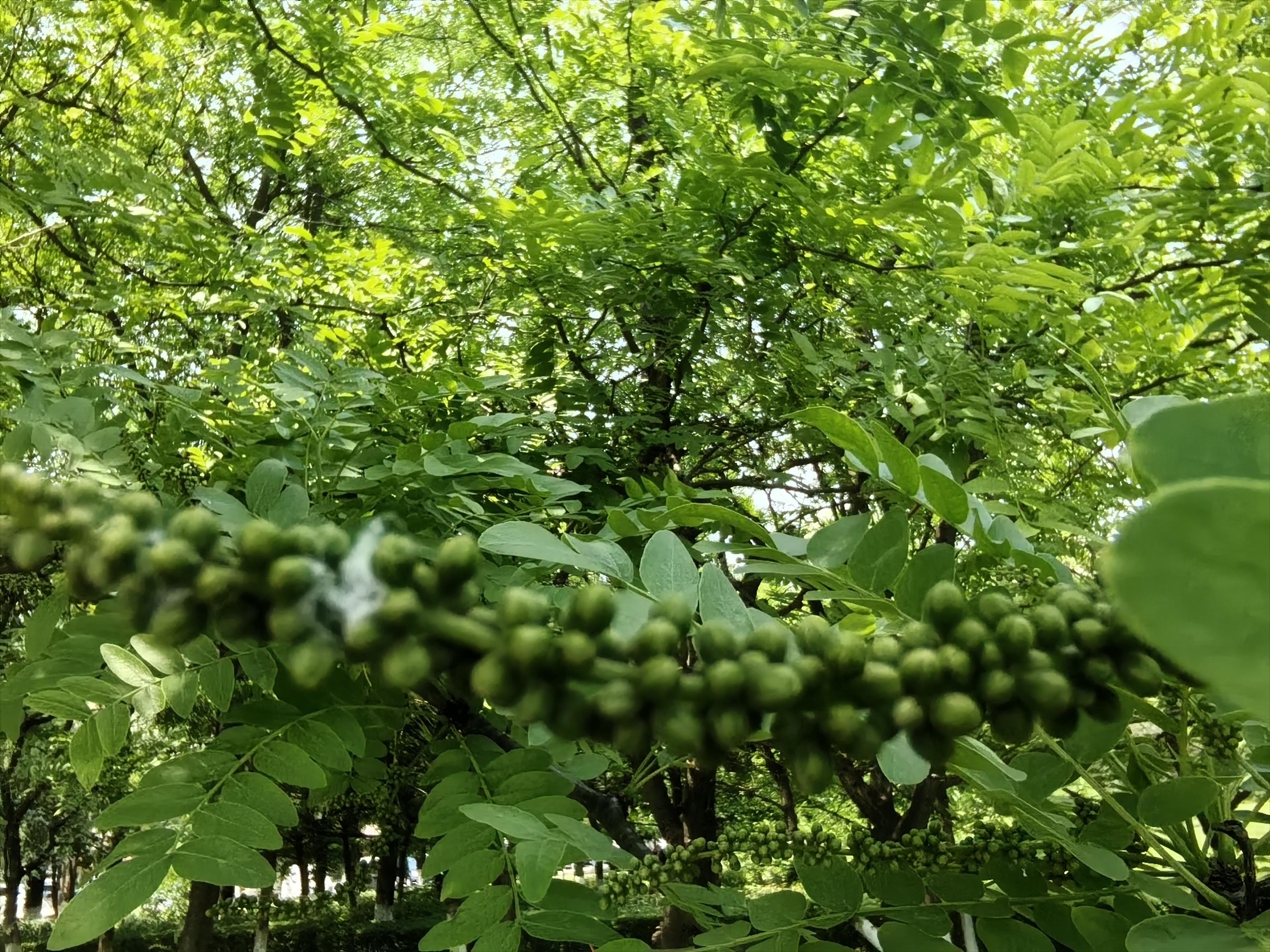 回归家园 的想法: 皂荚树花长串串