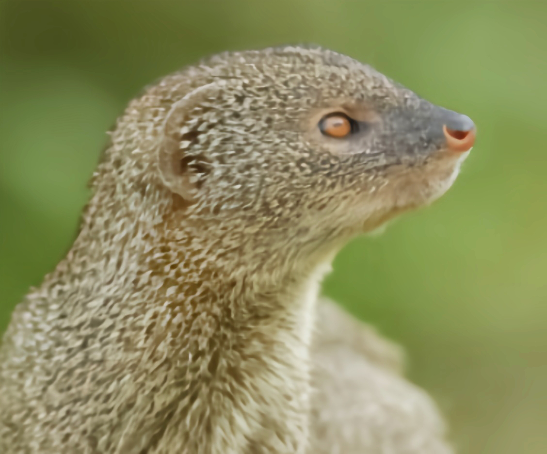 云安之城 的想法: 每天认识一种动物