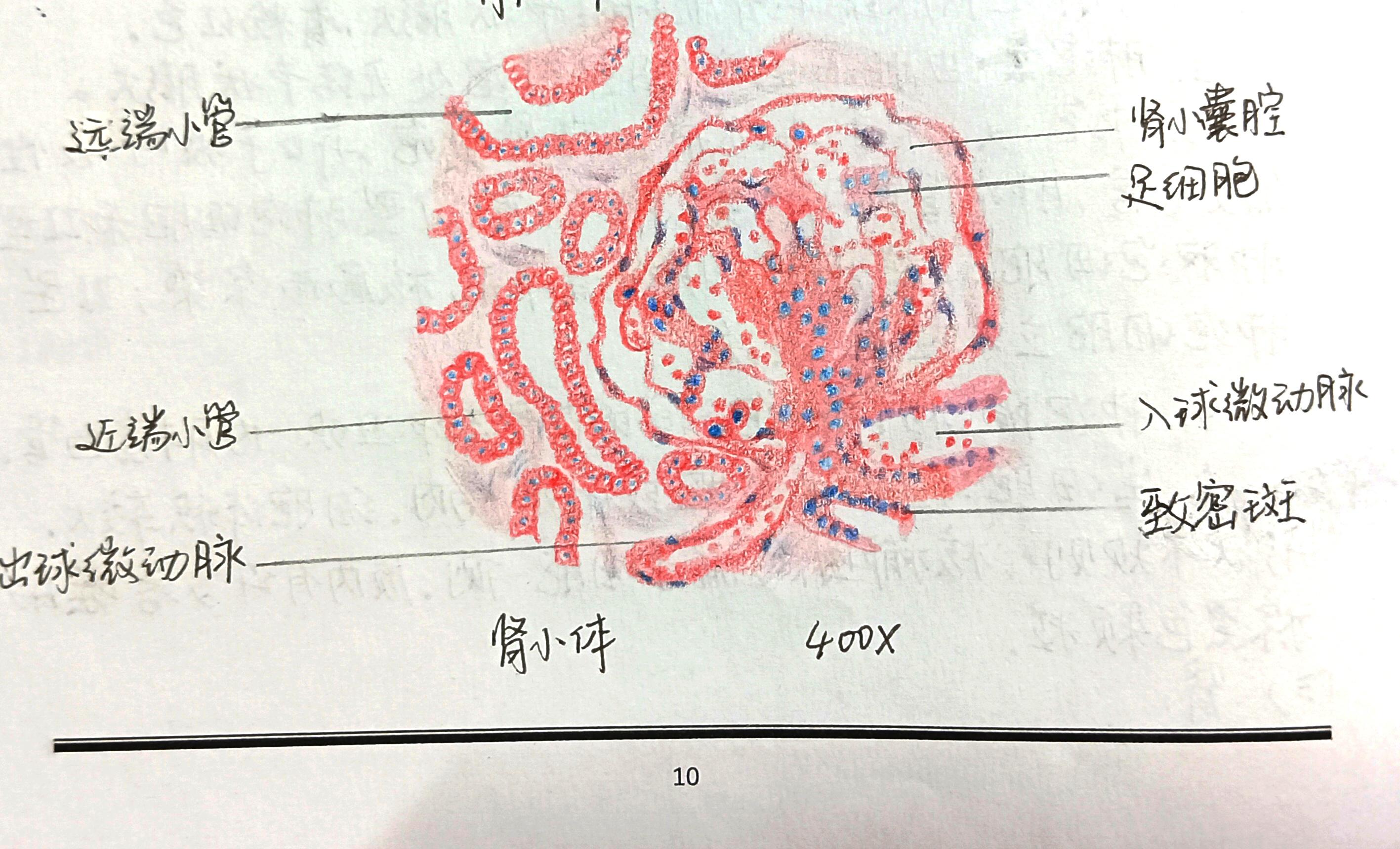 上上千 的想法: 组培 红蓝铅手绘图