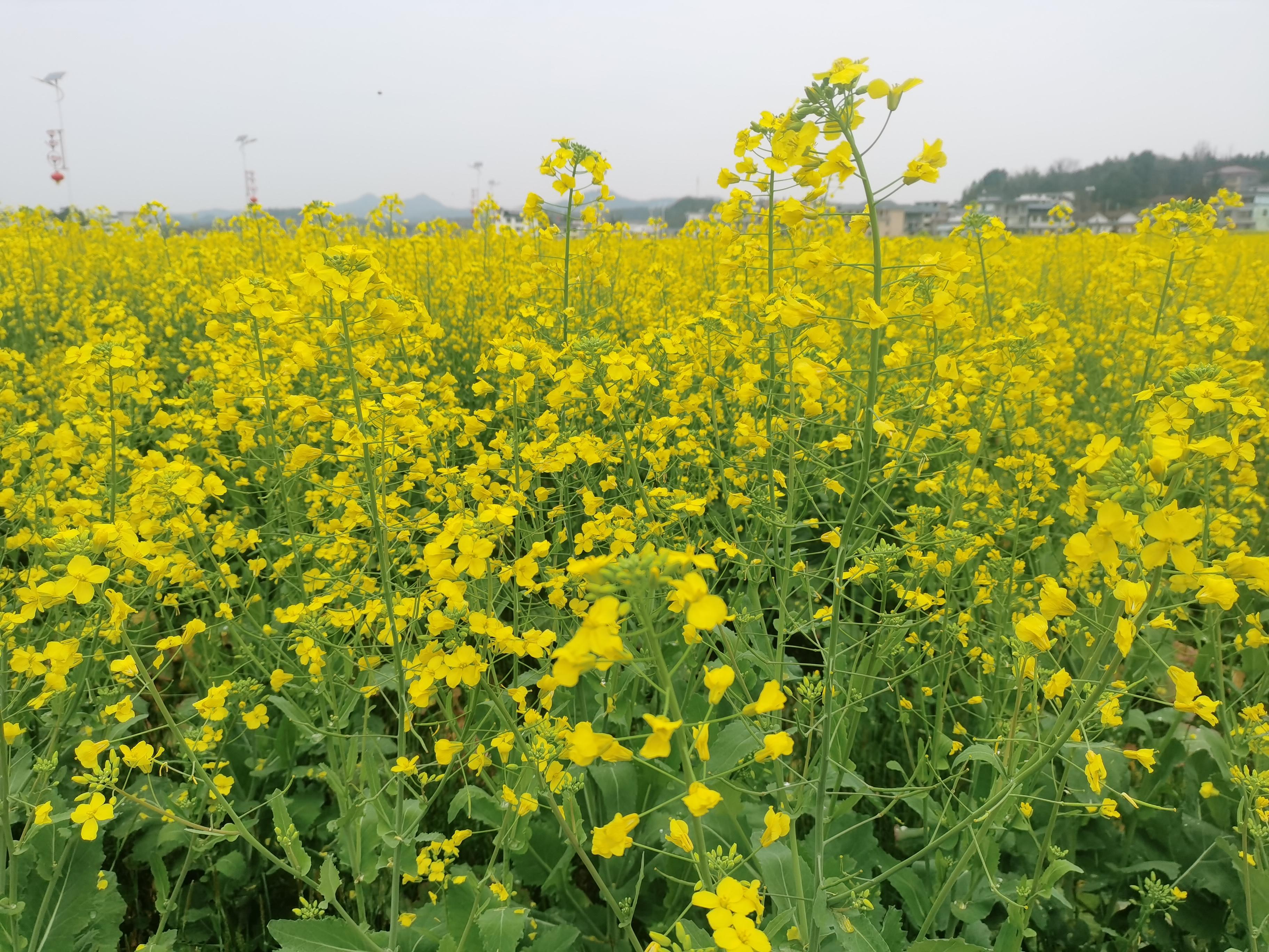 油菜花发朋友圈图片