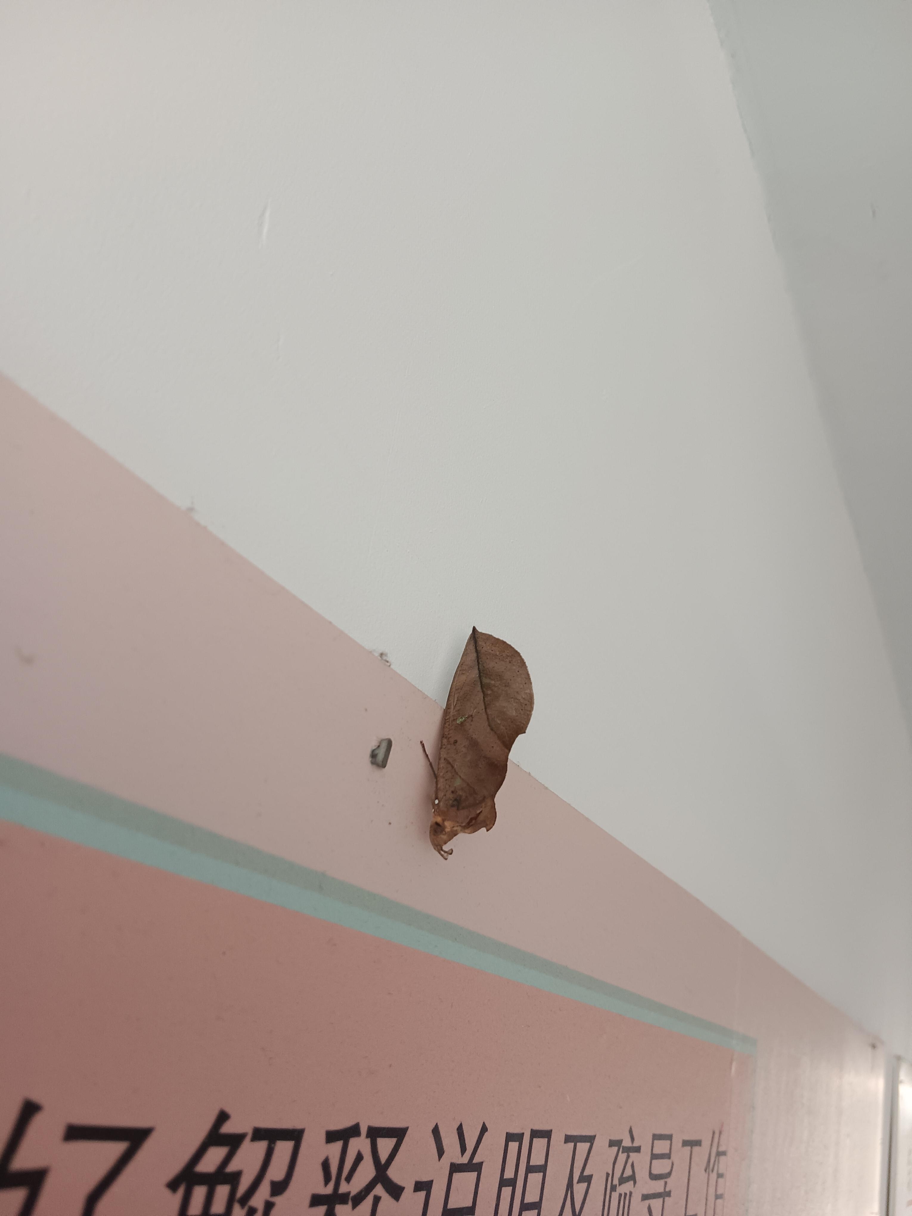 无废弃生活 的想法: 发现一只枯叶蝶 | 发现一只枯叶蝶,特地百度了下