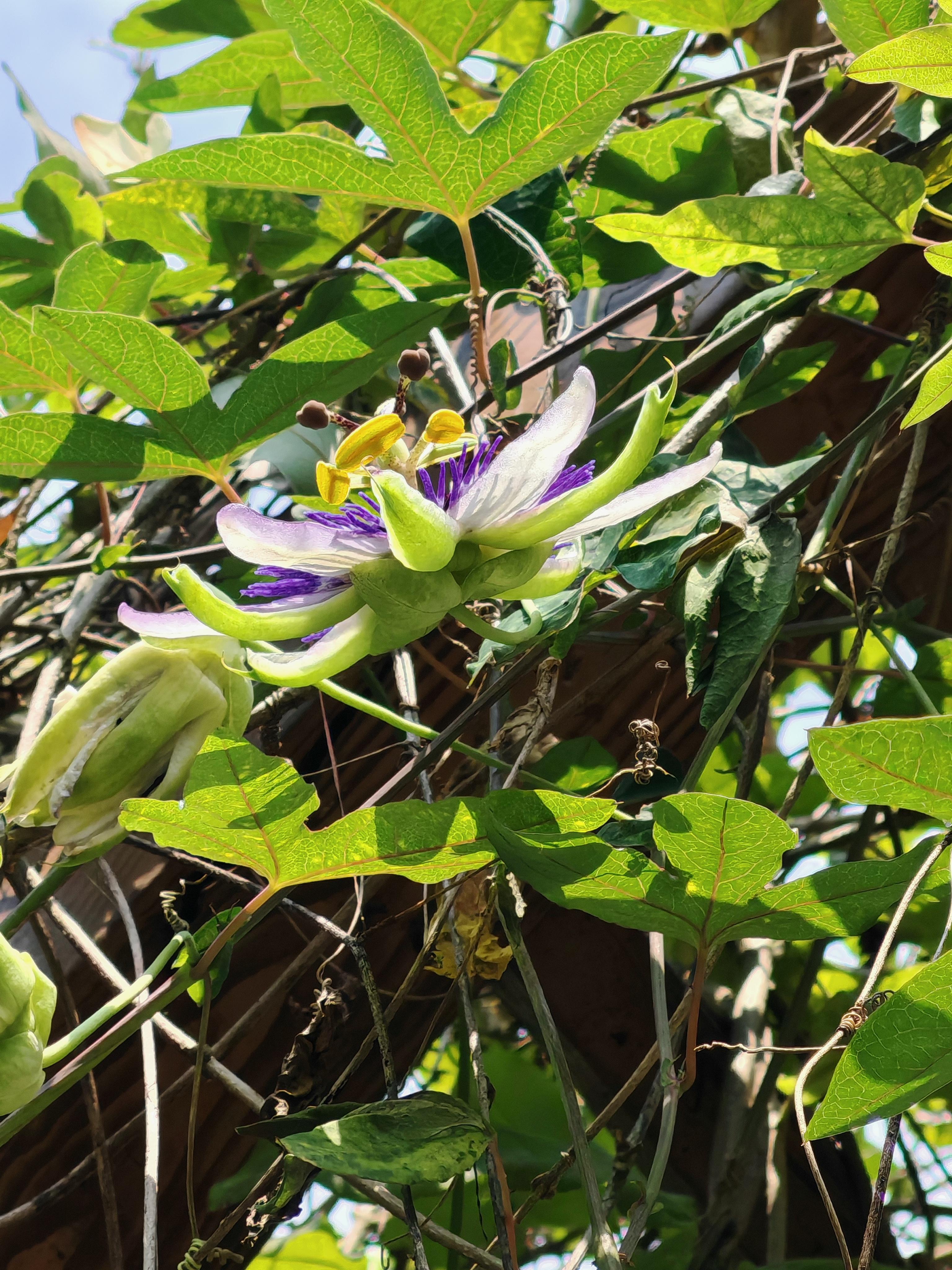 玛丽花艺生活馆 的想法: 西番莲