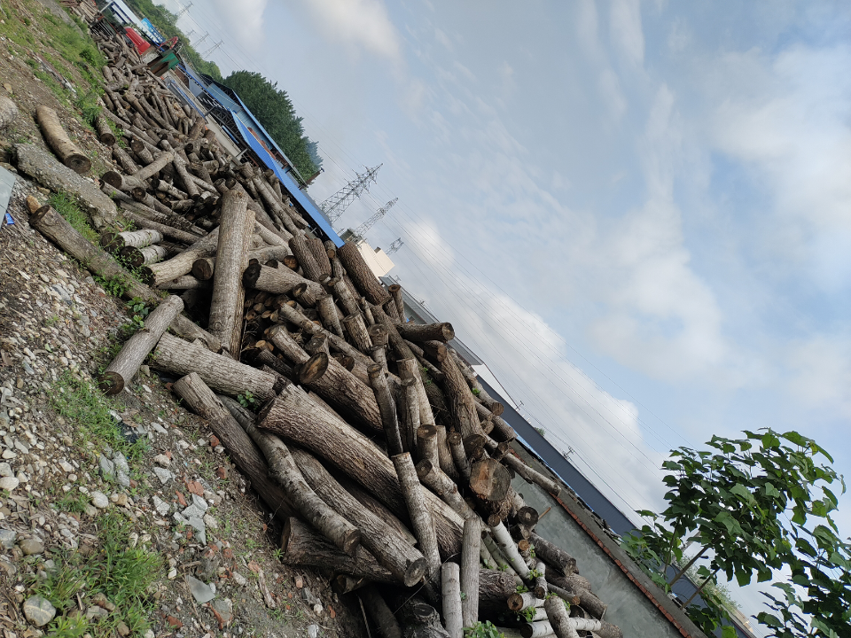 我的 的想法: 一堆烂木头可以拿来换钱,可是烂木头没有生命力了,比方