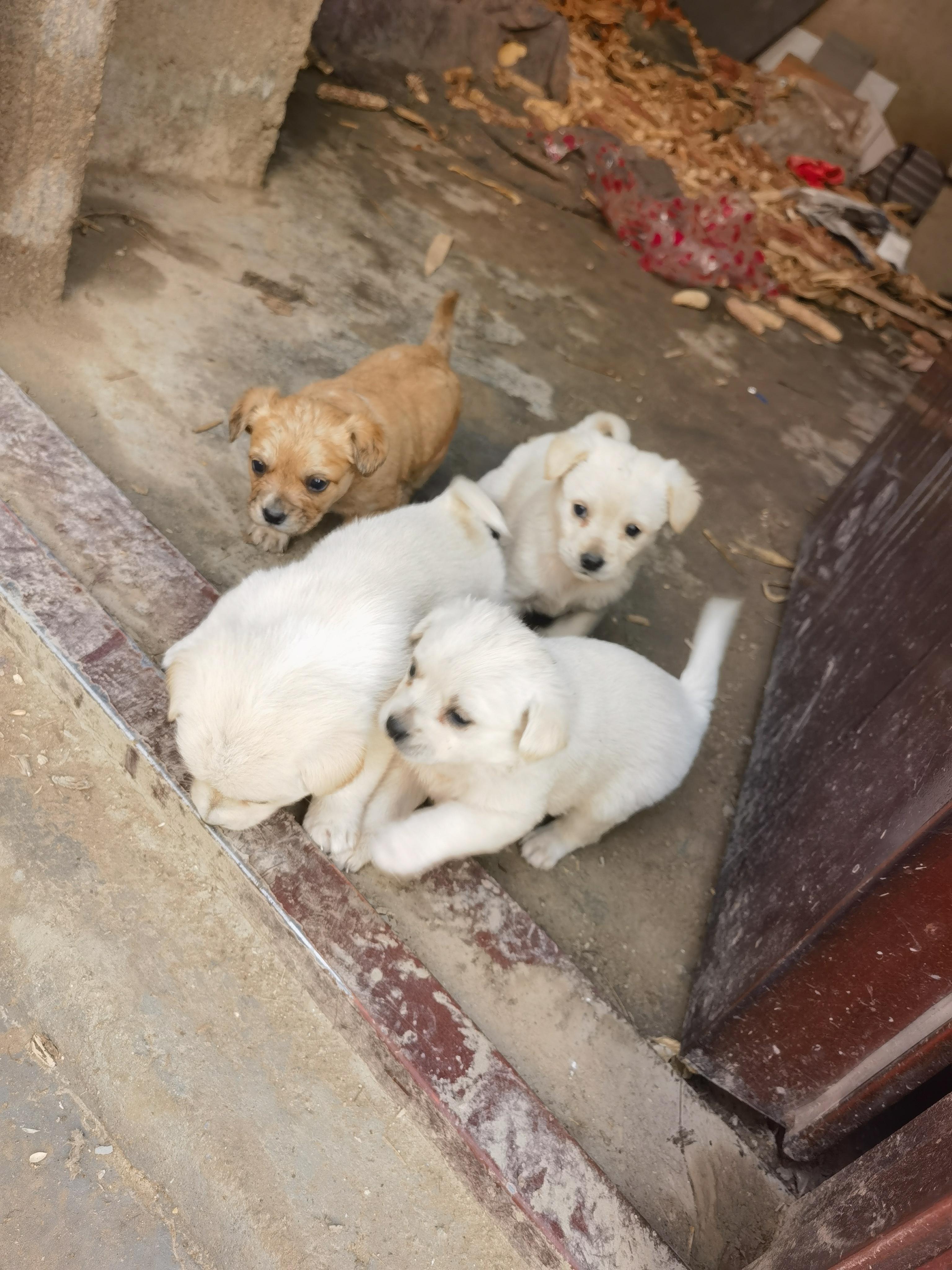 农村土狗多少钱一只图片