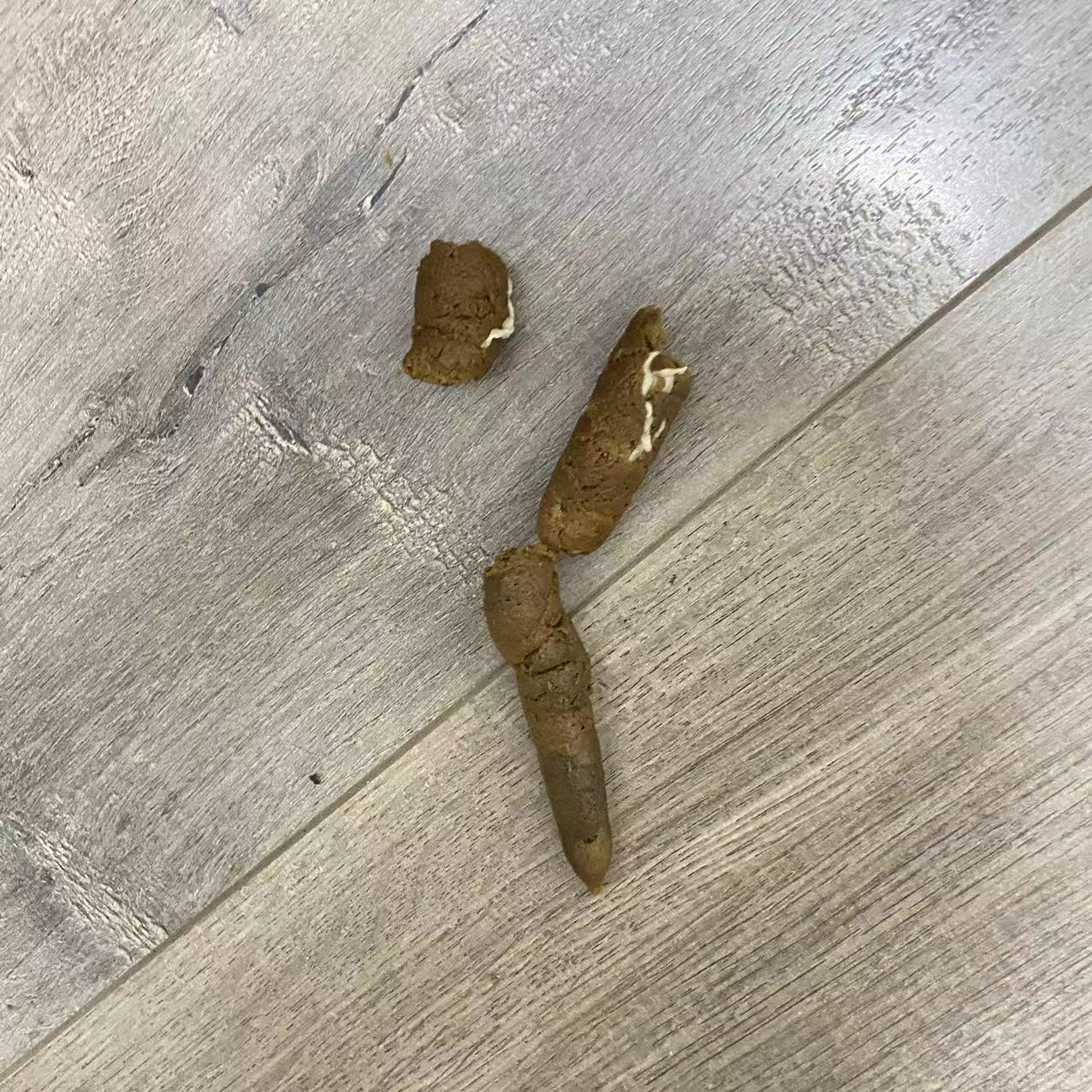 兽医潮猫 的想法: 狗子的绦虫病,挂在肛门上和粑粑上的像米粒一样的