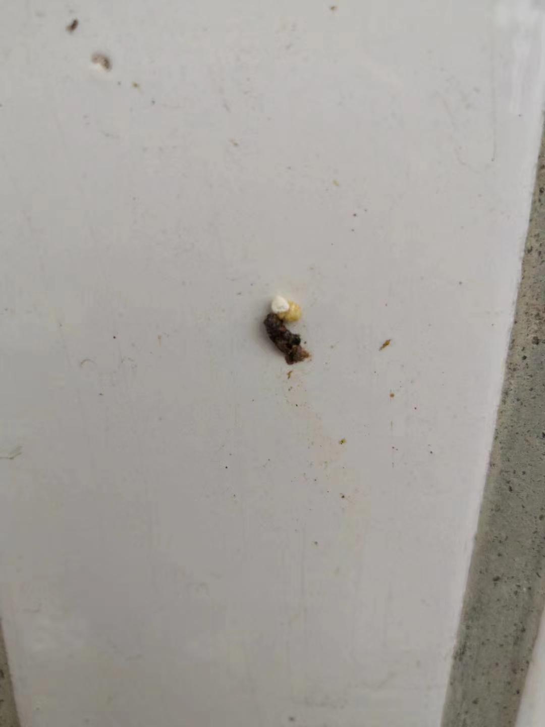 因为壁虎撒尿拉屎一起走,尿液的成分主要是尿酸,尿酸为白色结晶,难溶