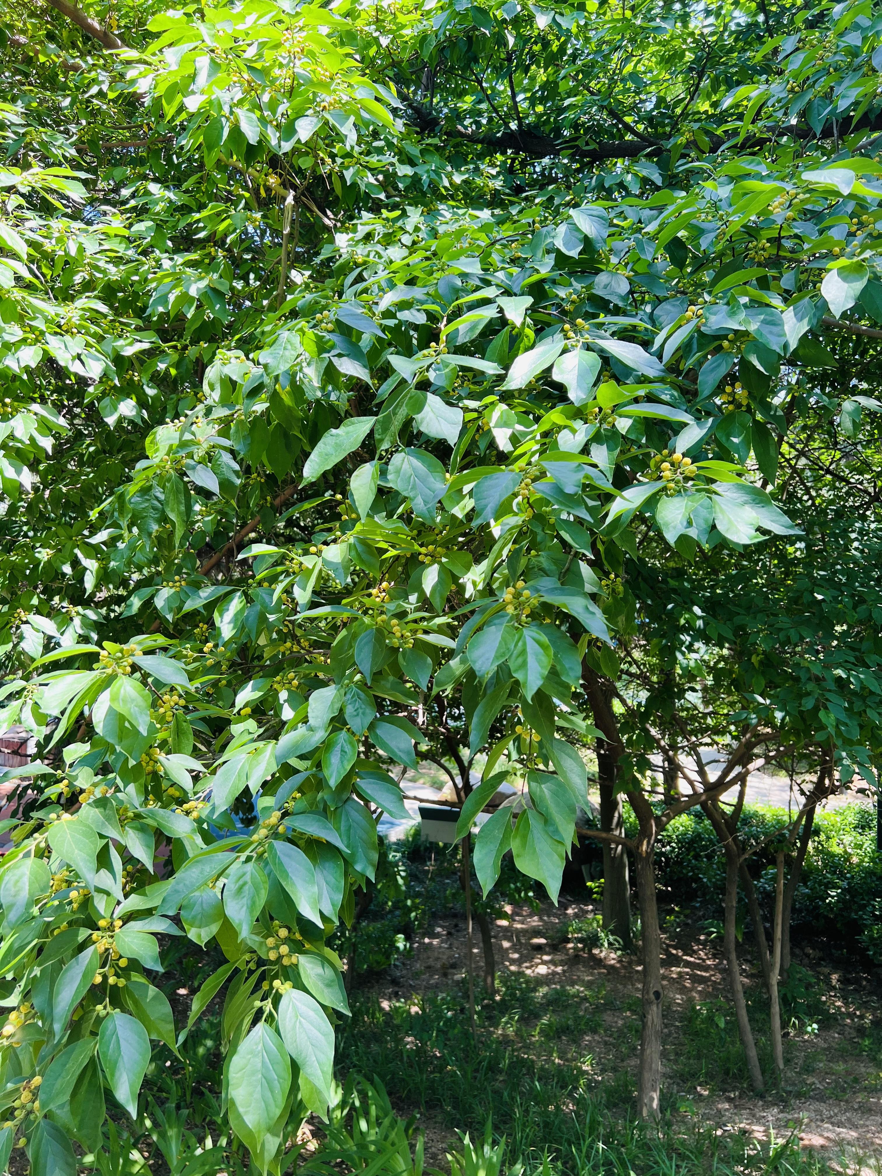 周末到哪里都感觉好晒,一头钻进树木葱郁的公园,就是一个好去处