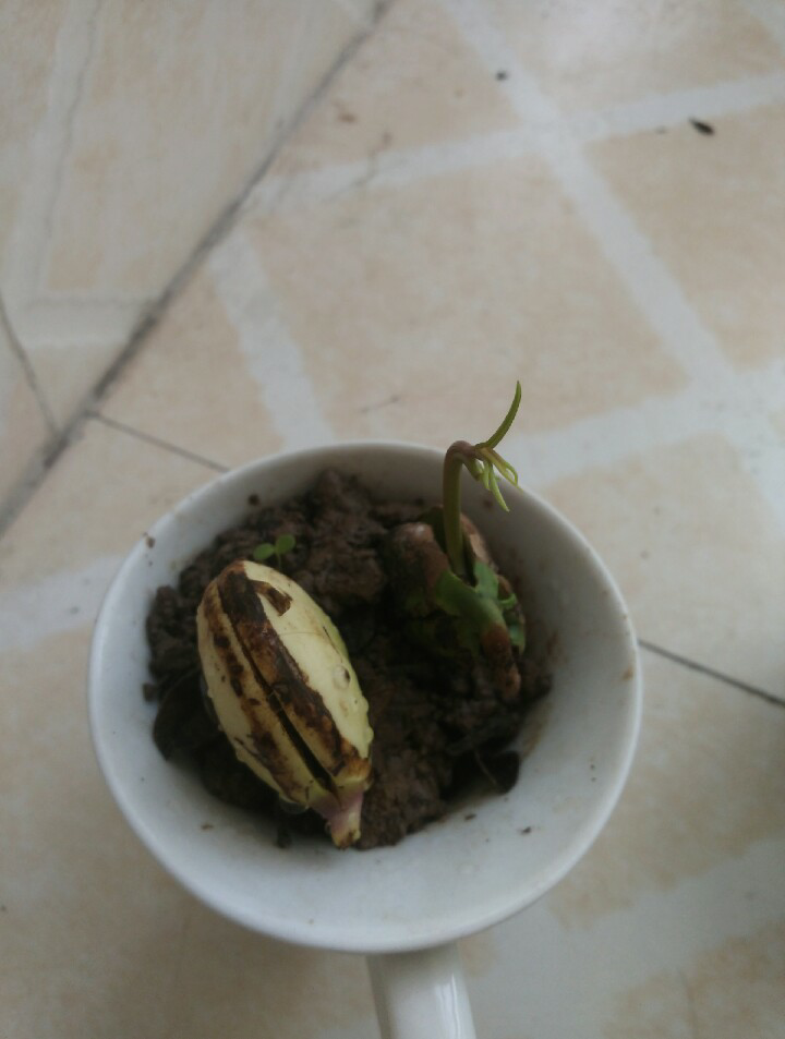 有哪些水果在吃完以后可以把核种到土里长出植