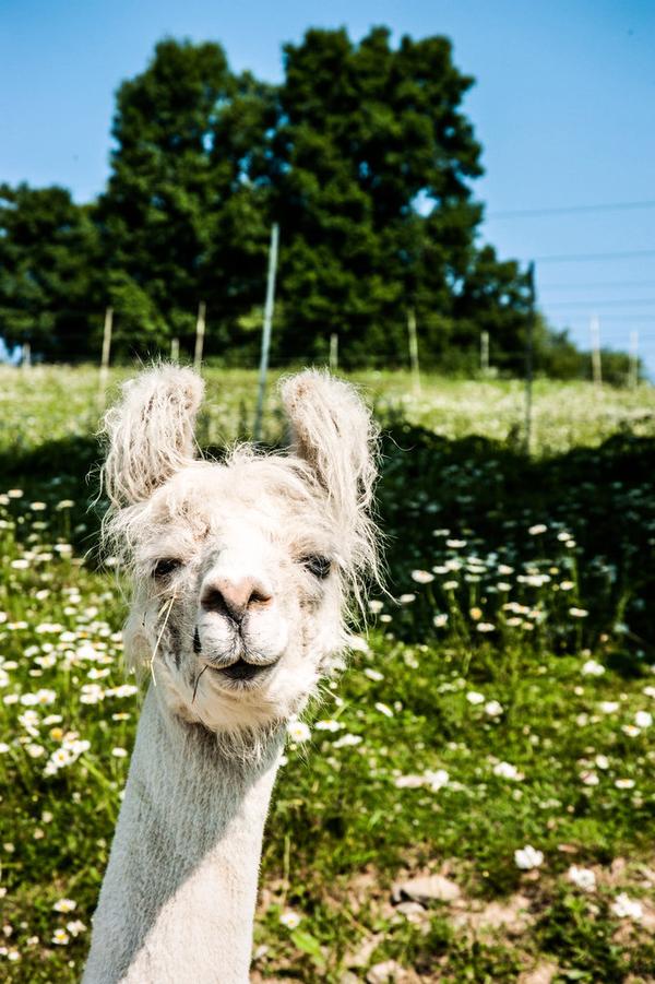 话题|羊驼除了被吃,还能干吗?