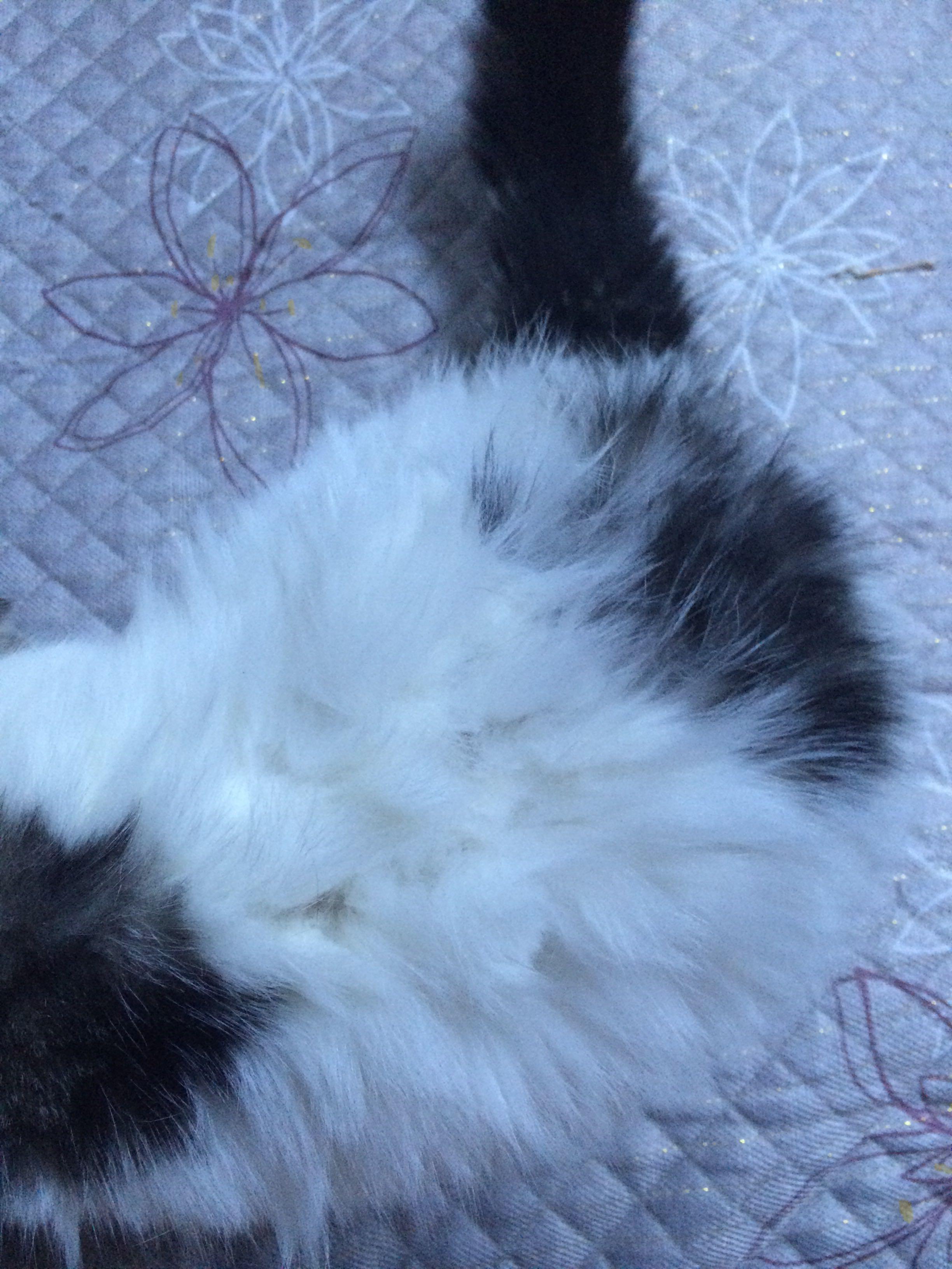 加菲猫背上和肚子上的毛块该怎么处理?