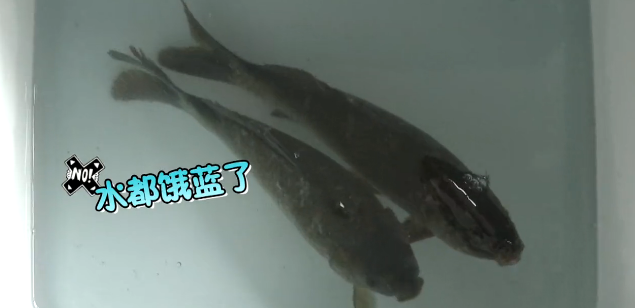 孔雀石绿不是致癌吗为什么水产养殖中还在使用