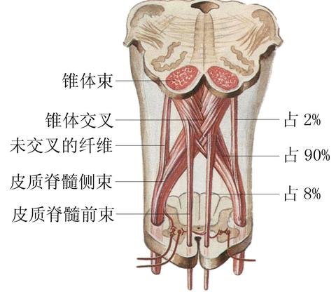 锥体外系交叉图片