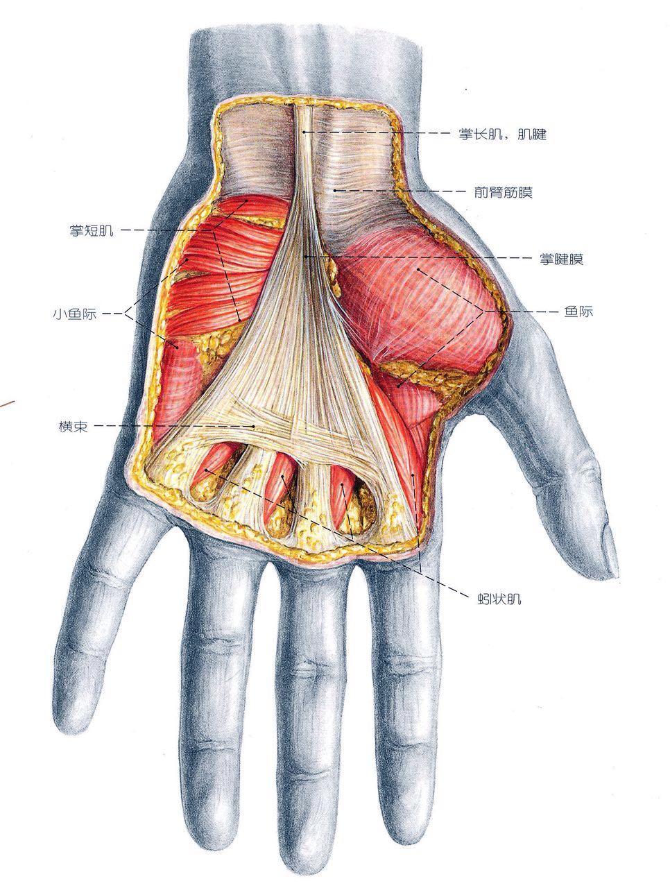 为什么用手指敲桌子时以从小指到食指的顺序敲很自然而反过来却感觉很