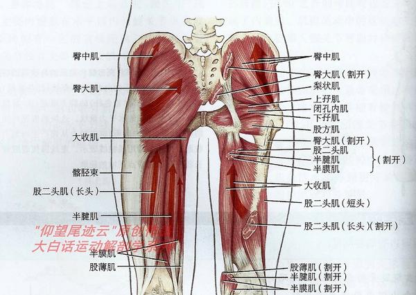 亚博买球网址:臀部能不能练圆那是你没看错了 亚博买球网址:臀部能不能练圆那是你没看错了