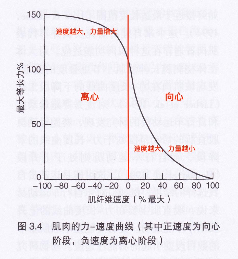 肌肉的速度-张力关系,说就是肌肉收缩速度和肌肉力量的关系.