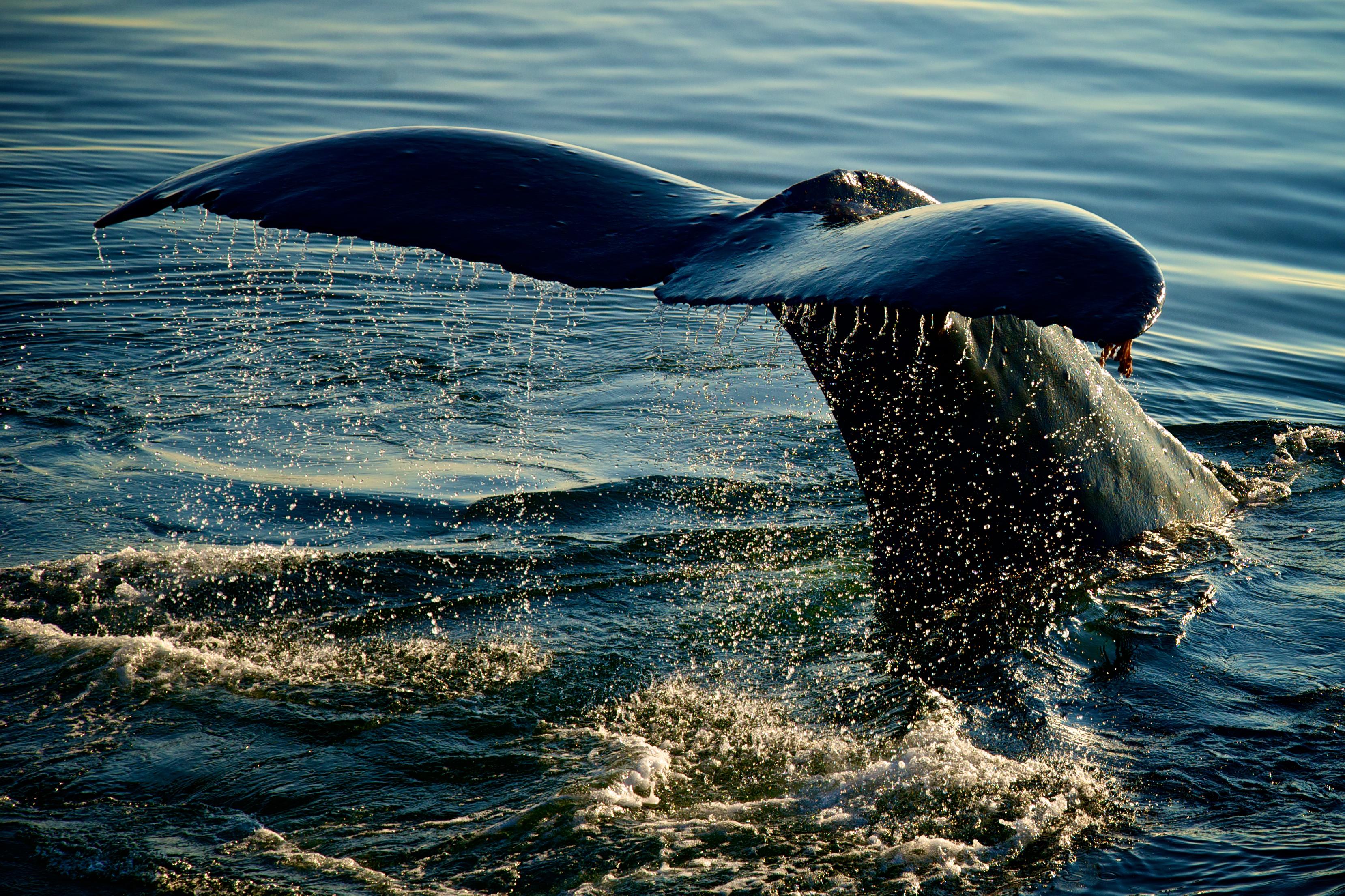 独角鲸：独角兽之角，其实是它的牙_百科TA说