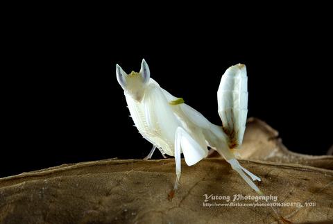 兰花螳螂 所有图片为本人所有, 禁止转载 兰花螳螂, 中文学名(冕花螳)