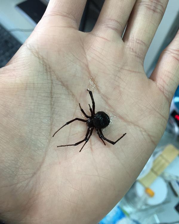 中国的黑寡妇蜘蛛目araneae球蛛科theridiidae寇蛛属latrodectus