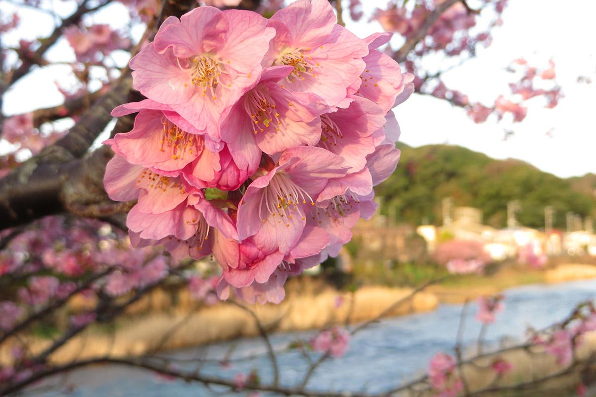 千里自驾寻访日本最早盛开的樱花 知乎