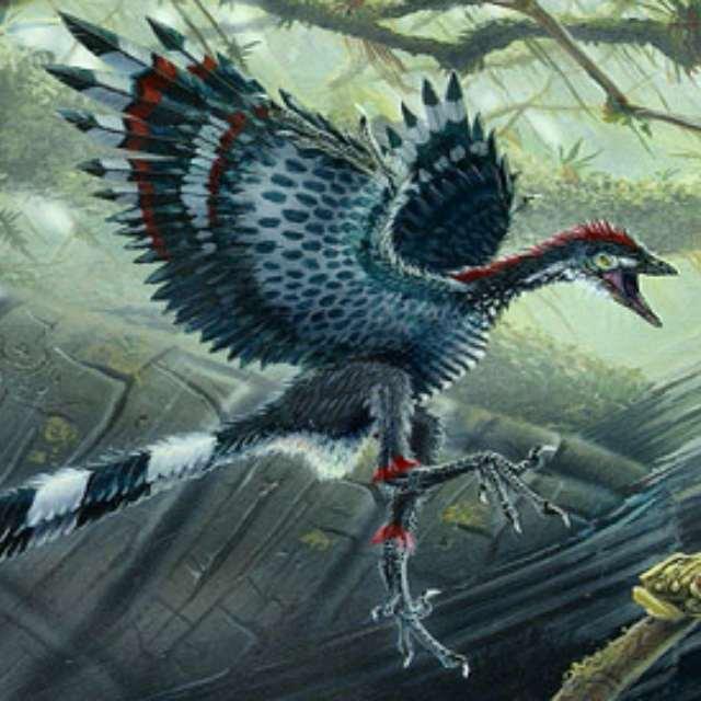 吴亮,似松鼠龙(  sciurumimus albersdoerferi )