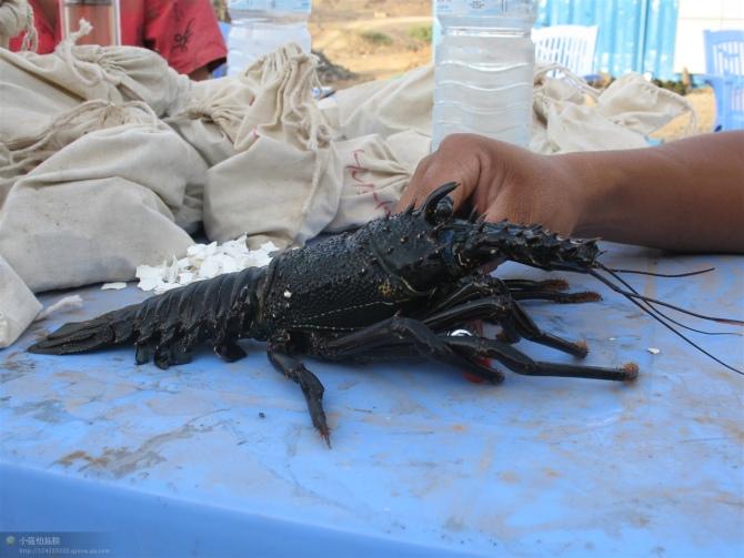 在非洲做地质工作 (为外企,国企,私企均可)是怎