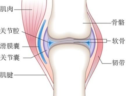 、肌腱、韧带、神经和皮肤等。其中每一个因素都可能影响关节的柔韧性。关节（根据维基百科修改）关节的解剖