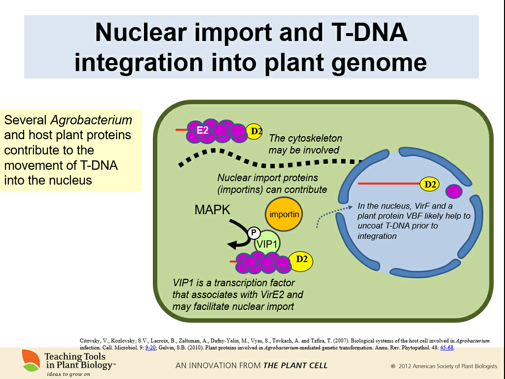 农杆菌转化法中，Ti质粒中的T-DNA是如何插入目标染色体的DNA中的？ - 知乎